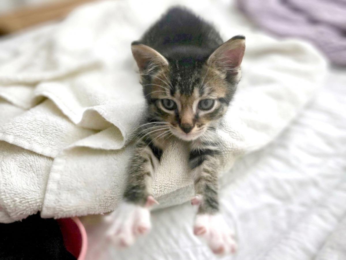 Enlarge Elton John, a Adoptable Tabby in Floral Park, NY image 5/6