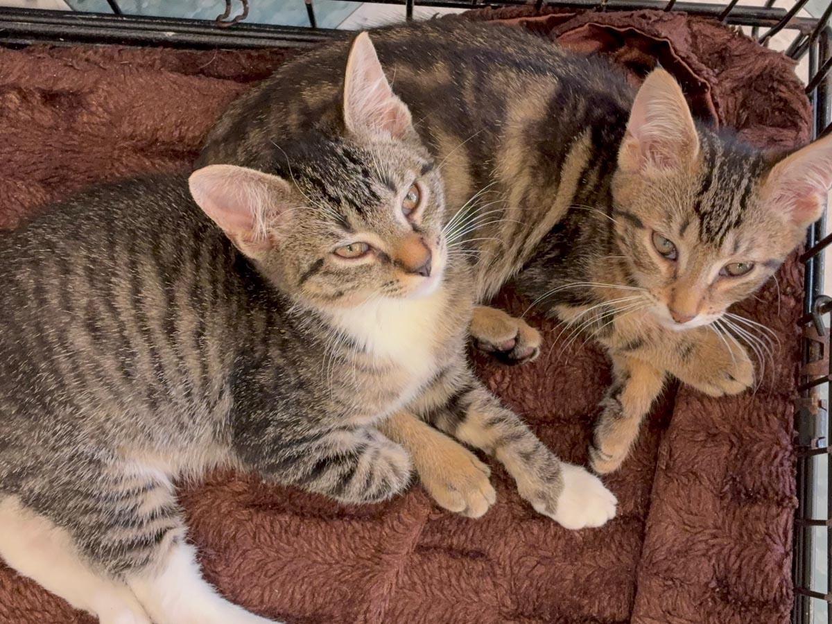 Enlarge Elton John, a Adoptable Tabby in Floral Park, NY image 6/6