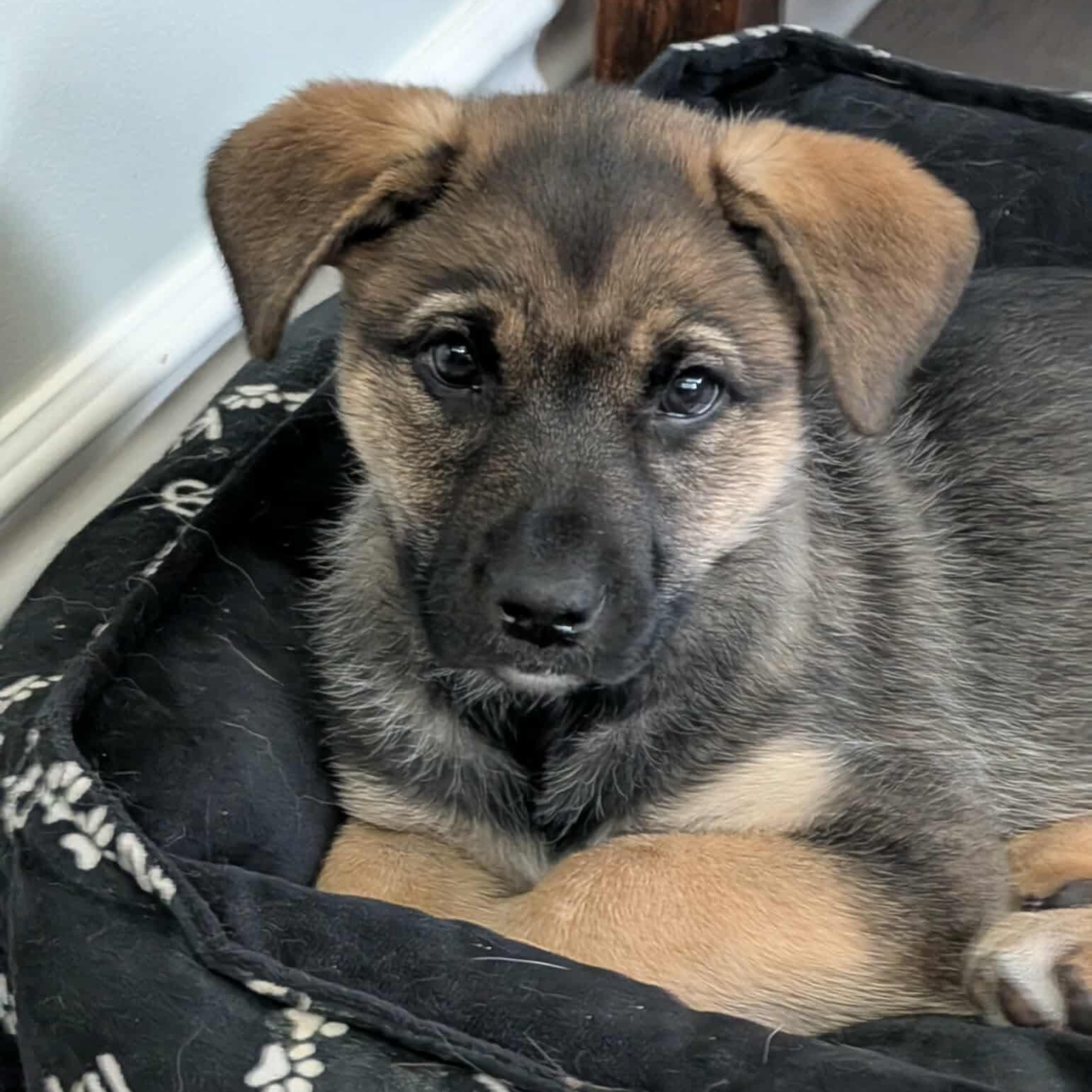 Enlarge Hazel, an adopted mixed breed in Mississauga , ON image 1/6