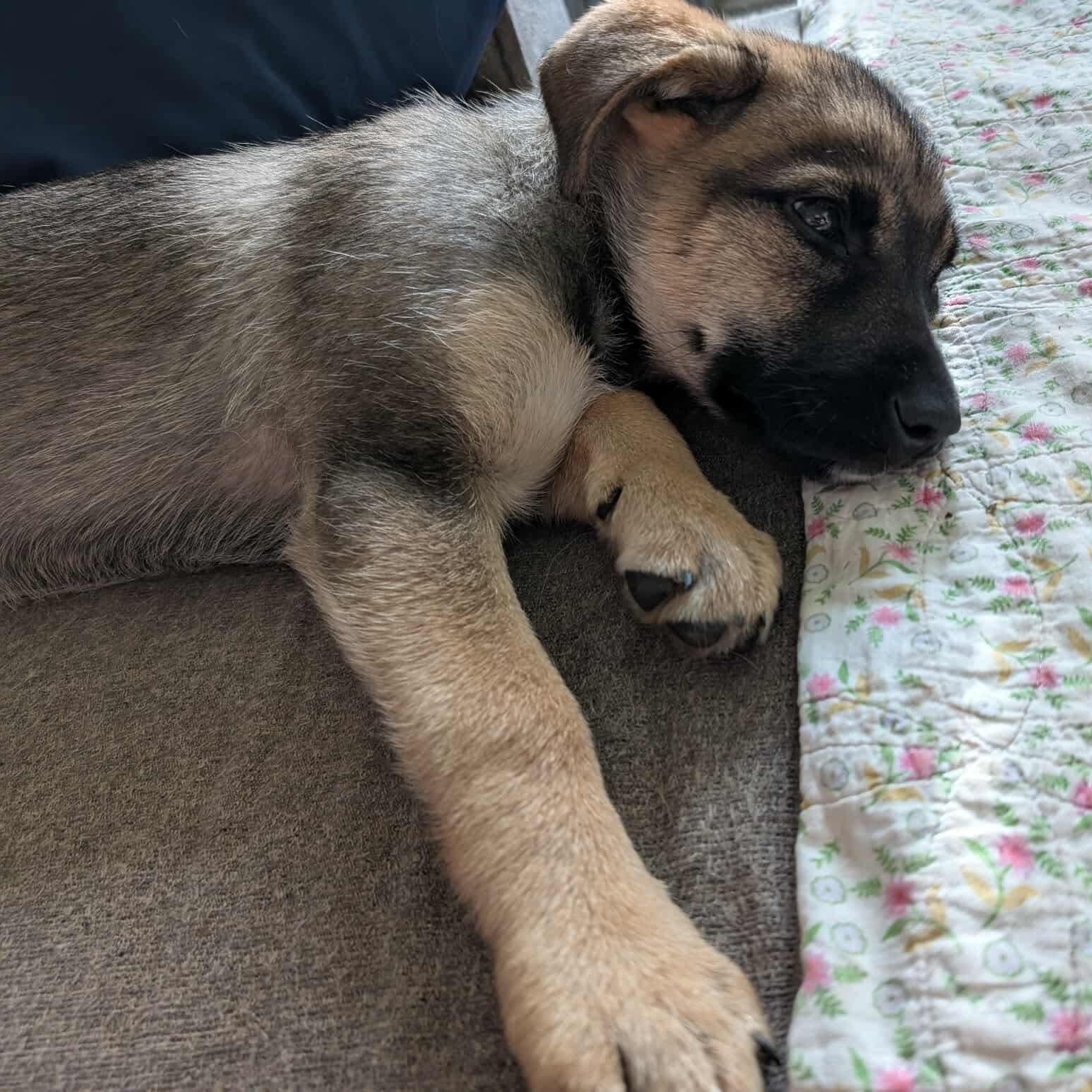 Enlarge Hazel, an adopted mixed breed in Mississauga , ON image 2/6