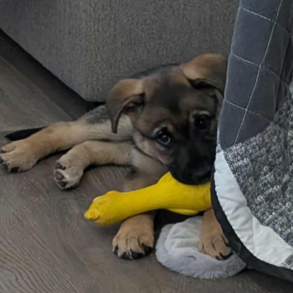 Enlarge Hazel, an adopted mixed breed in Mississauga , ON image 3/6