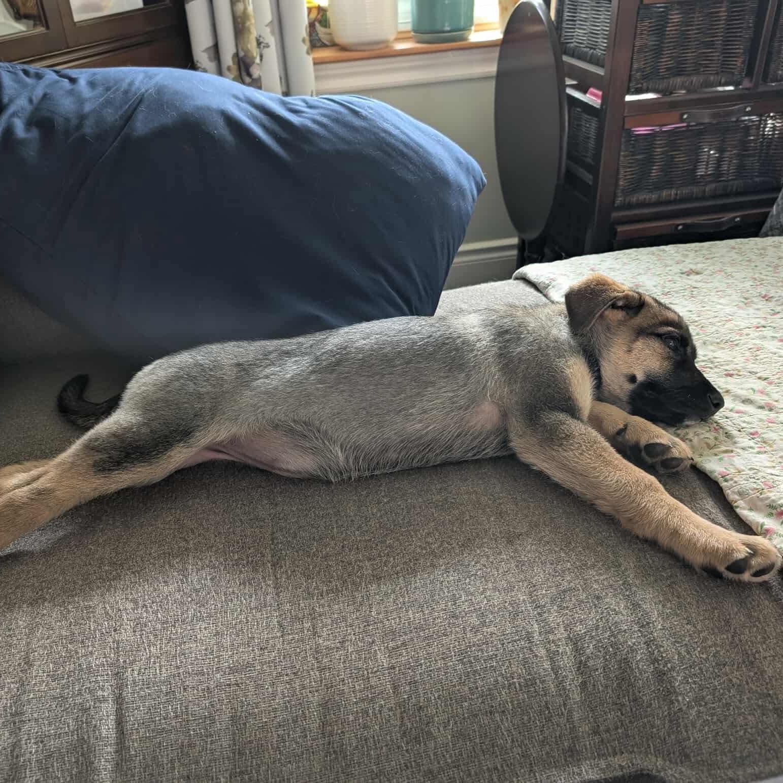 Enlarge Hazel, an adopted mixed breed in Mississauga , ON image 5/6