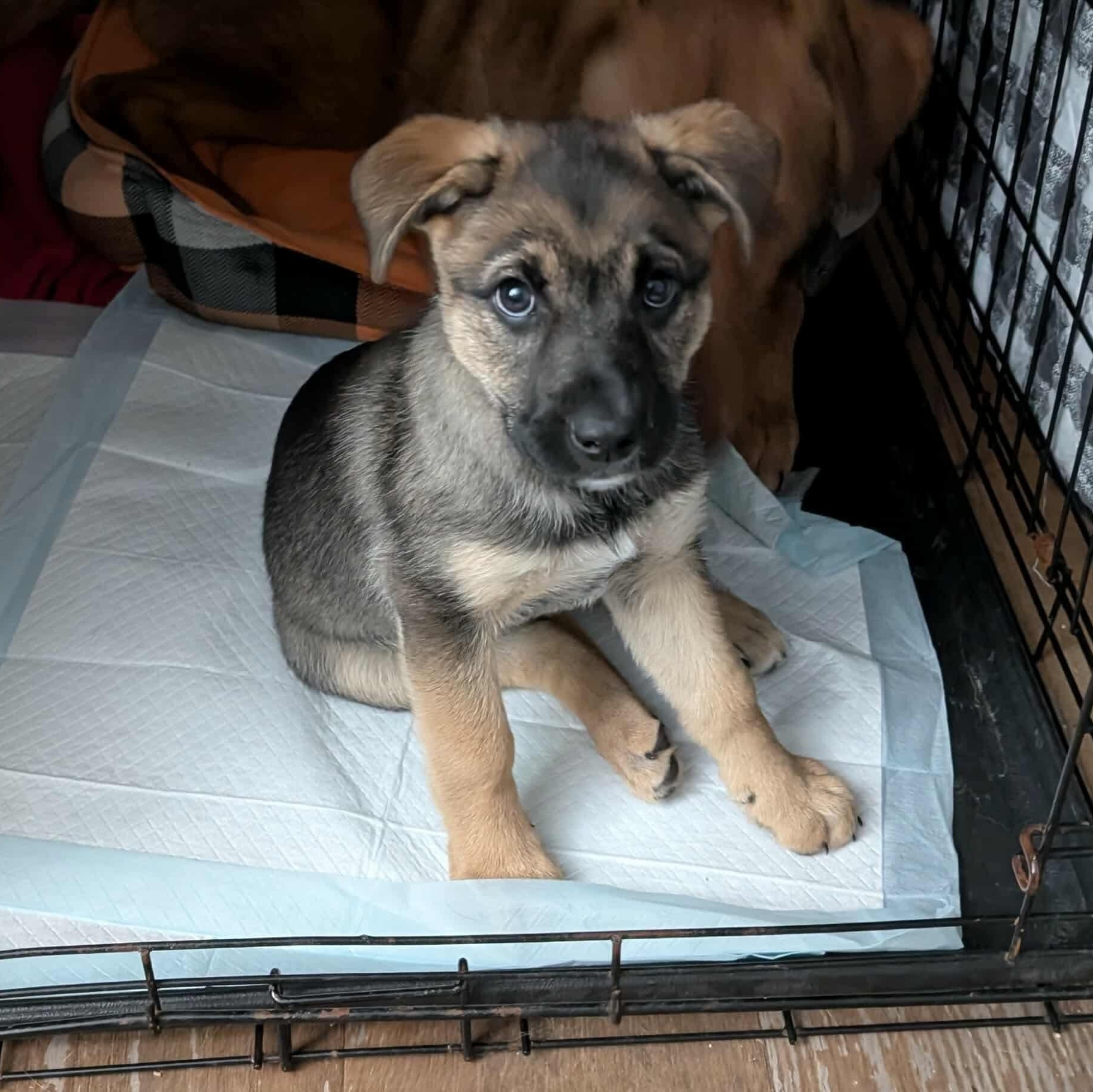 Enlarge Hazel, an adopted mixed breed in Mississauga , ON image 4/6