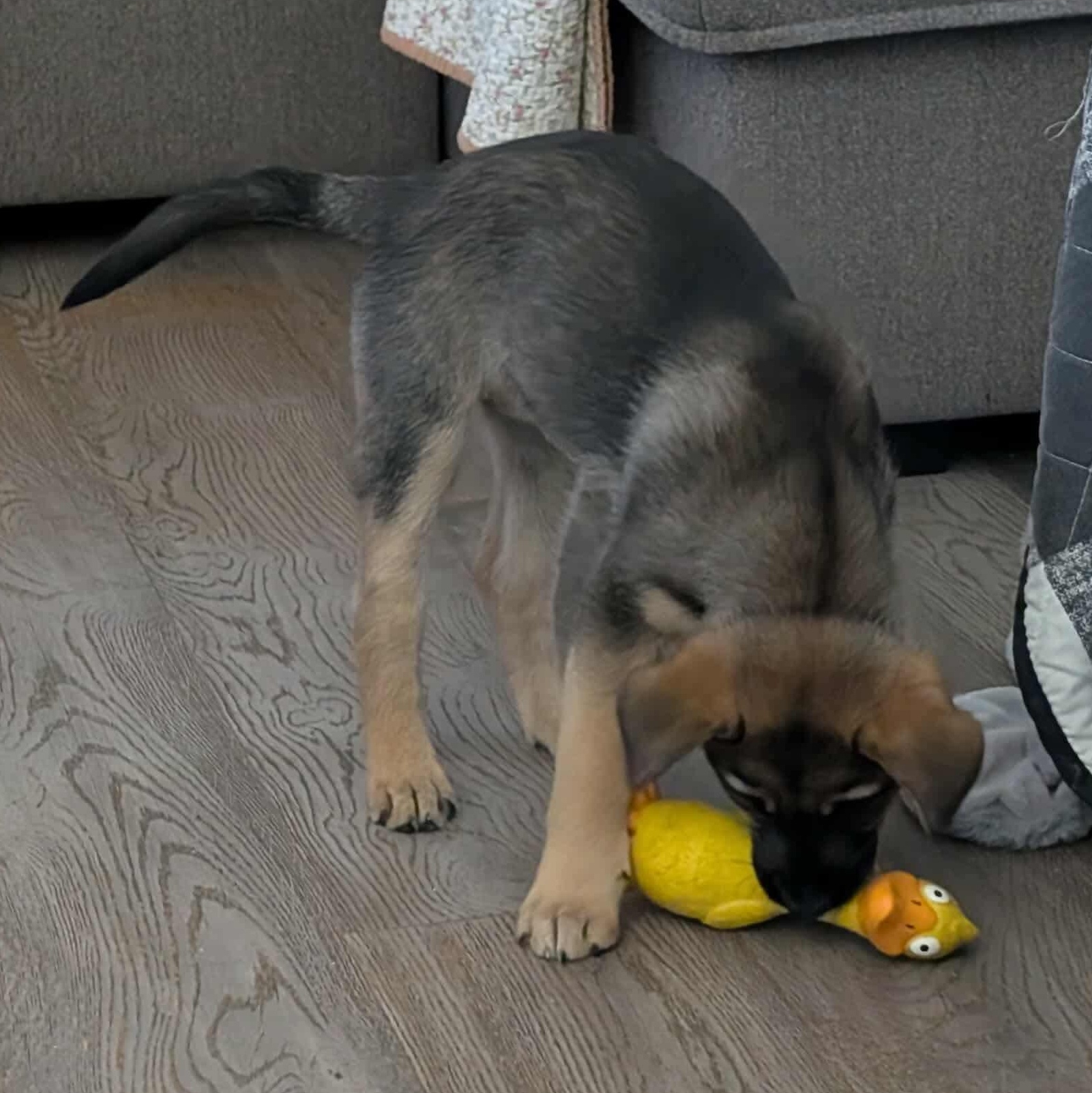 Enlarge Hazel, an adopted mixed breed in Mississauga , ON image 6/6
