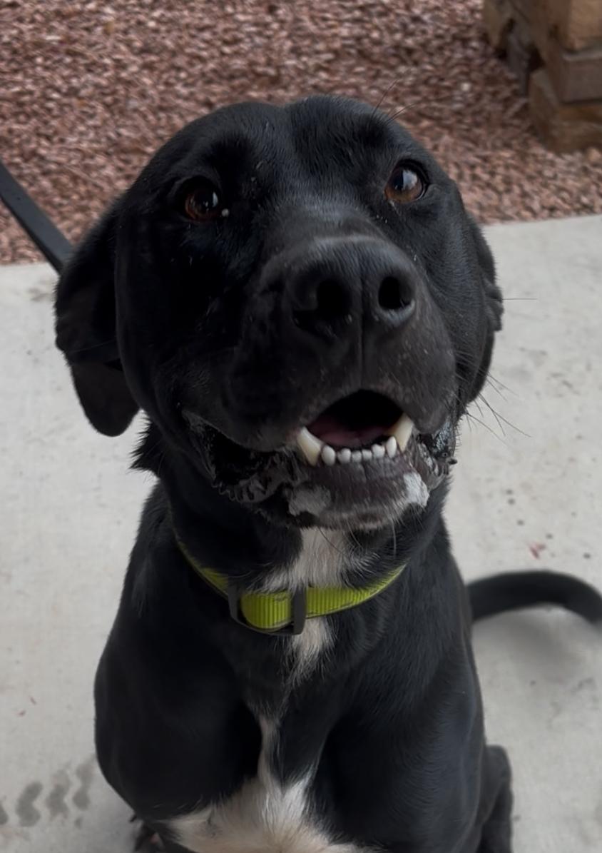 Enlarge Brody, a ADOPTABLE mixed breed in Payson, AZ image 4/5