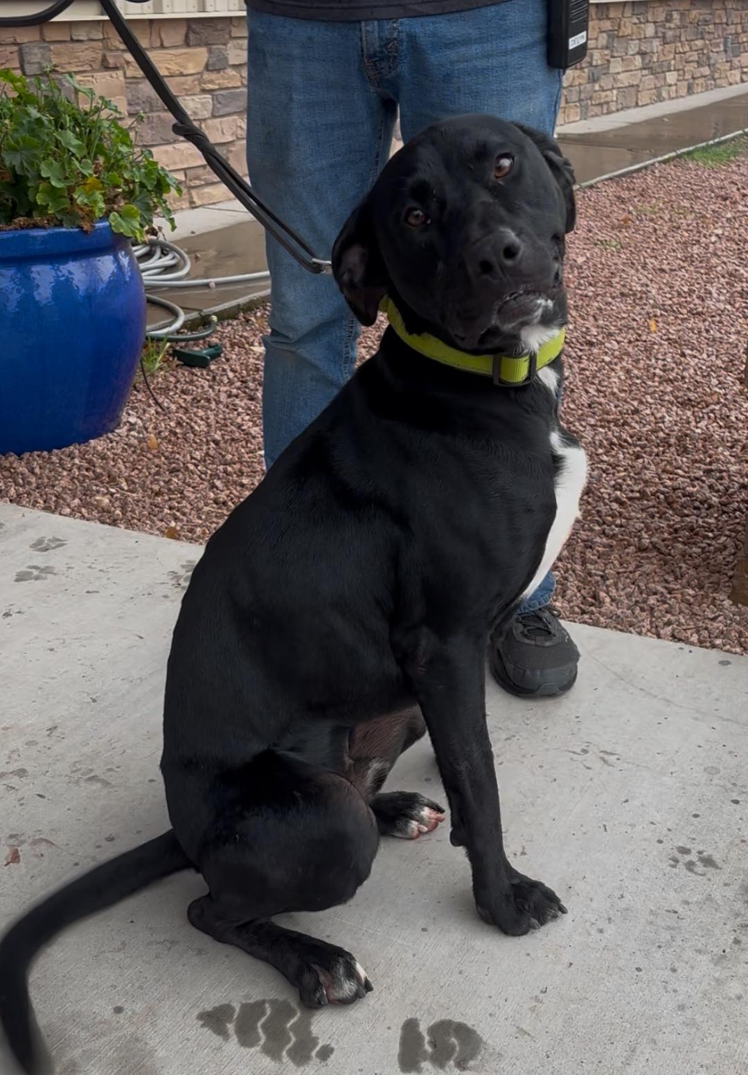 Enlarge Brody, a ADOPTABLE mixed breed in Payson, AZ image 3/5