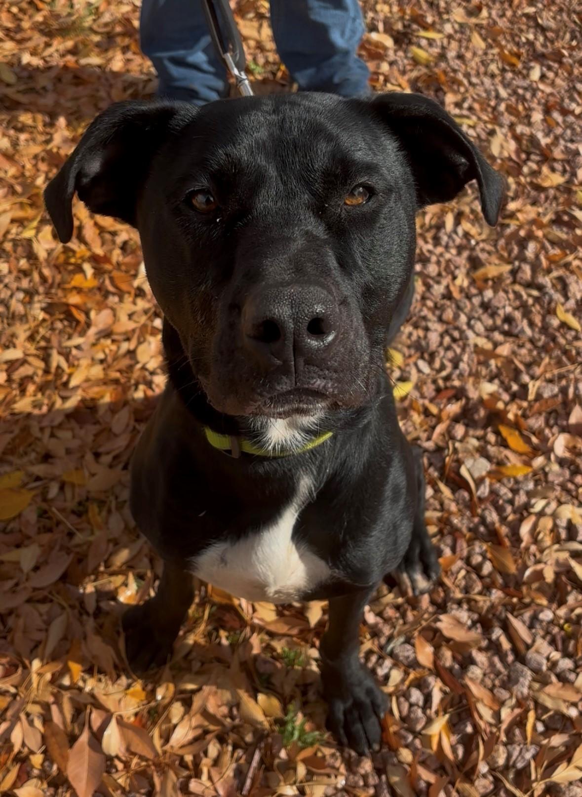 Enlarge Brody, a ADOPTABLE mixed breed in Payson, AZ image 1/5