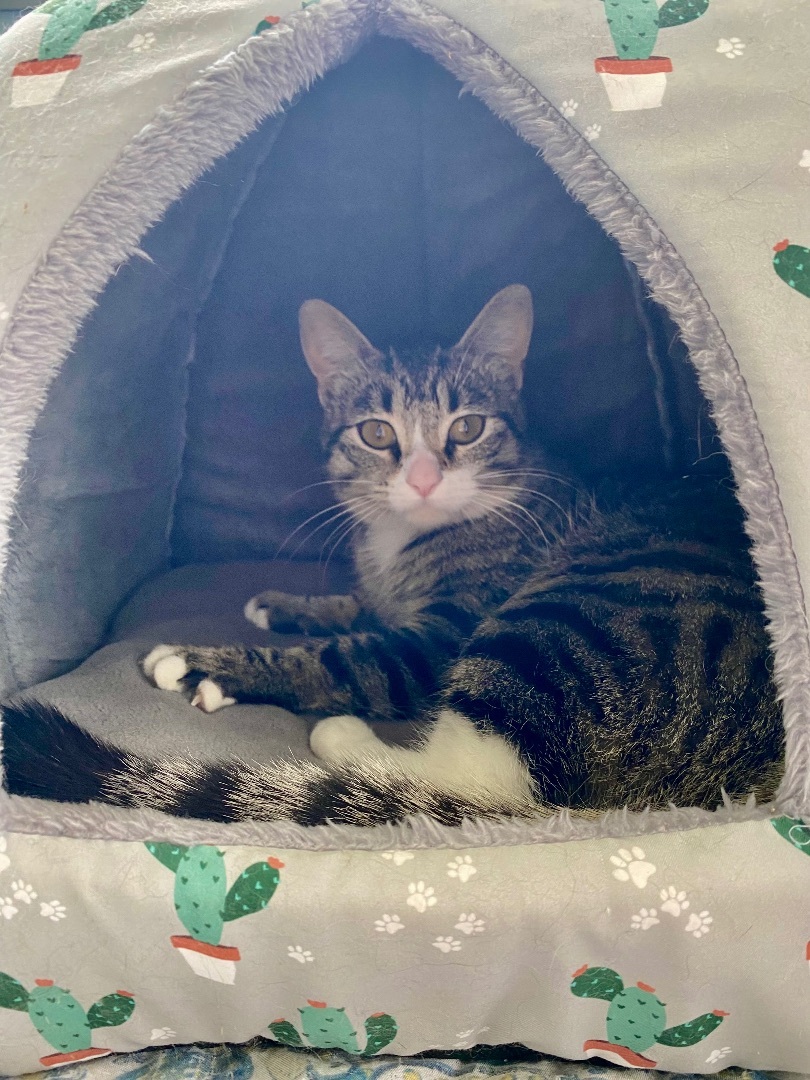 Samantha, Adopted, Young Female Domestic Short Hair.