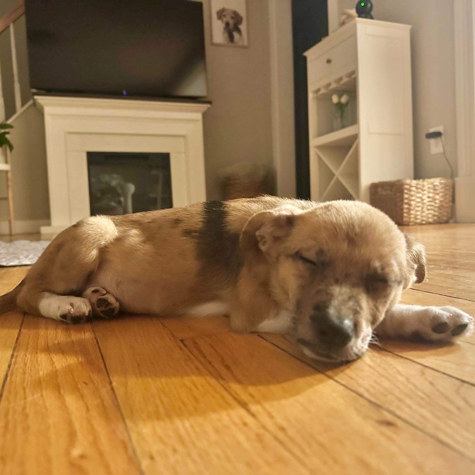 Teriyaki, a Adoptable mixed breed in Simsbury, CT image 3/6