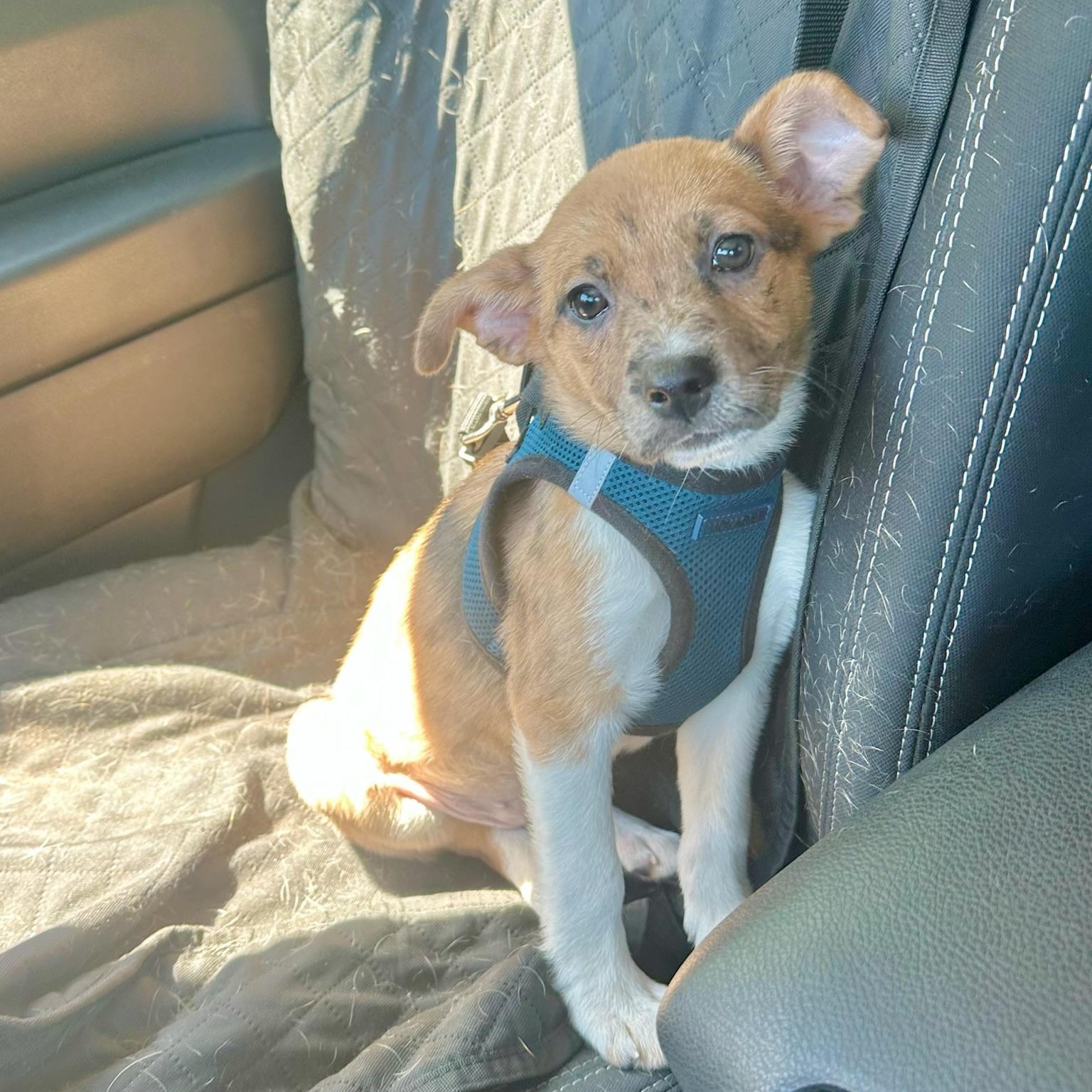 Teriyaki, a Adoptable mixed breed in Simsbury, CT image 2/6
