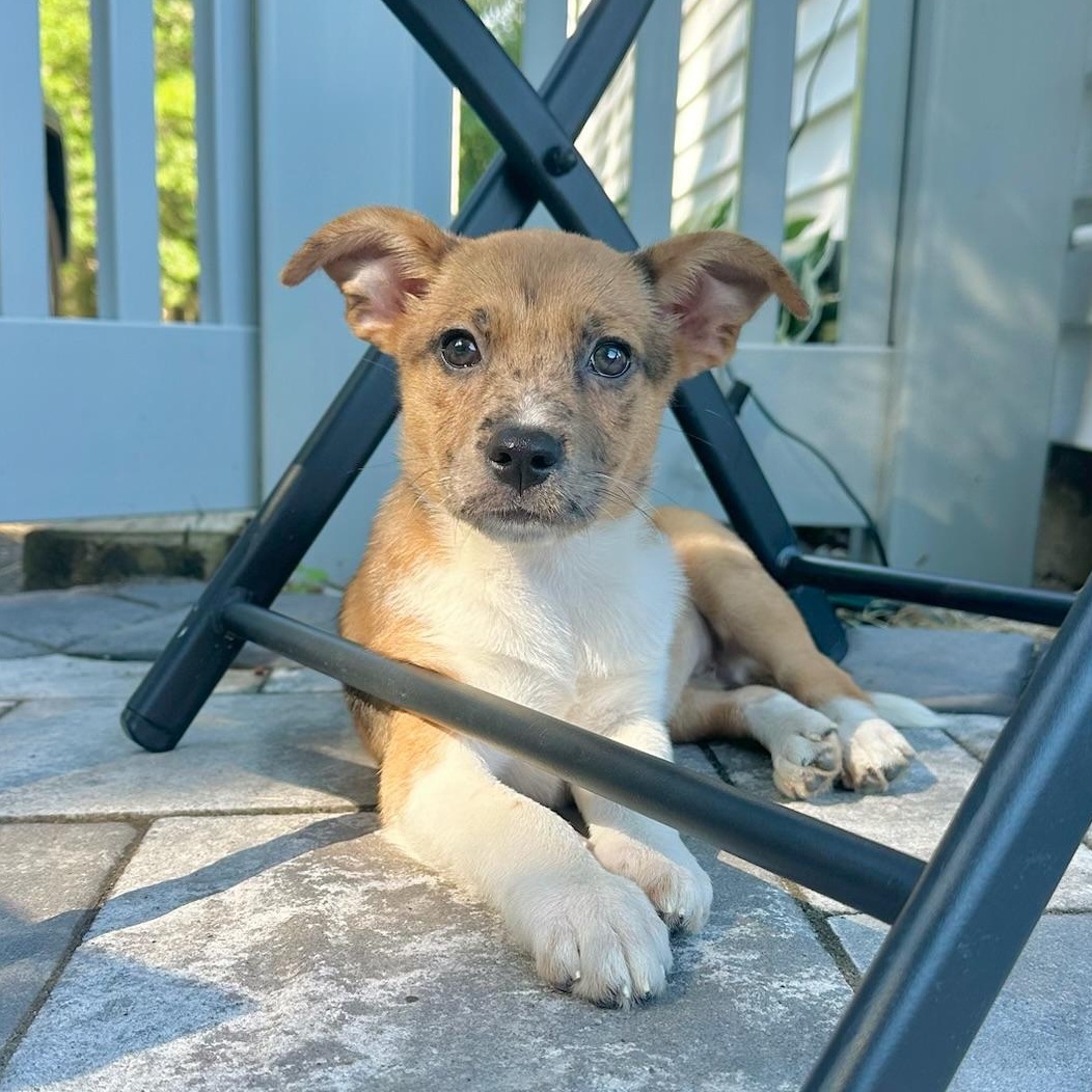 Teriyaki, Adoptable, Puppy Female Australian Shepherd.