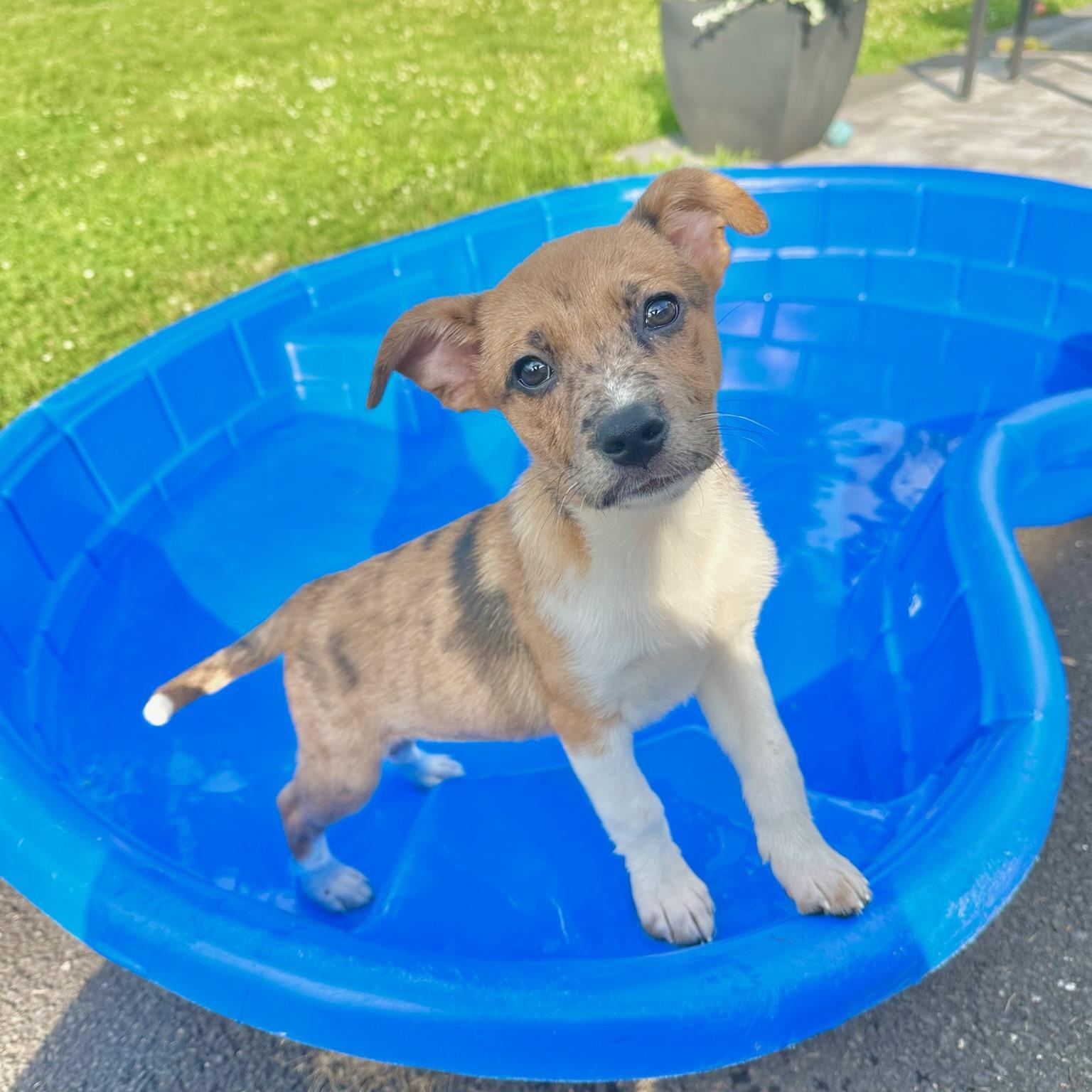 Teriyaki, a Adoptable mixed breed in Simsbury, CT image 4/6