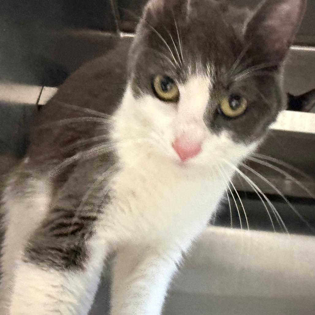 Novel (Chow Hound Grand Haven), Adoptable, Adult Female Domestic Short Hair.