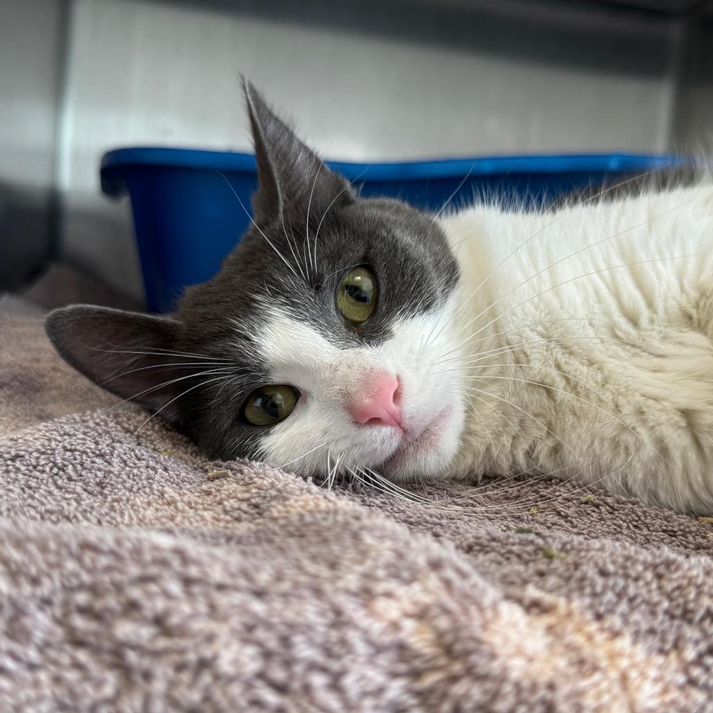 Novel (Chow Hound Grand Haven), a Adoptable Domestic Short Hair in West Olive, MI image 2/2
