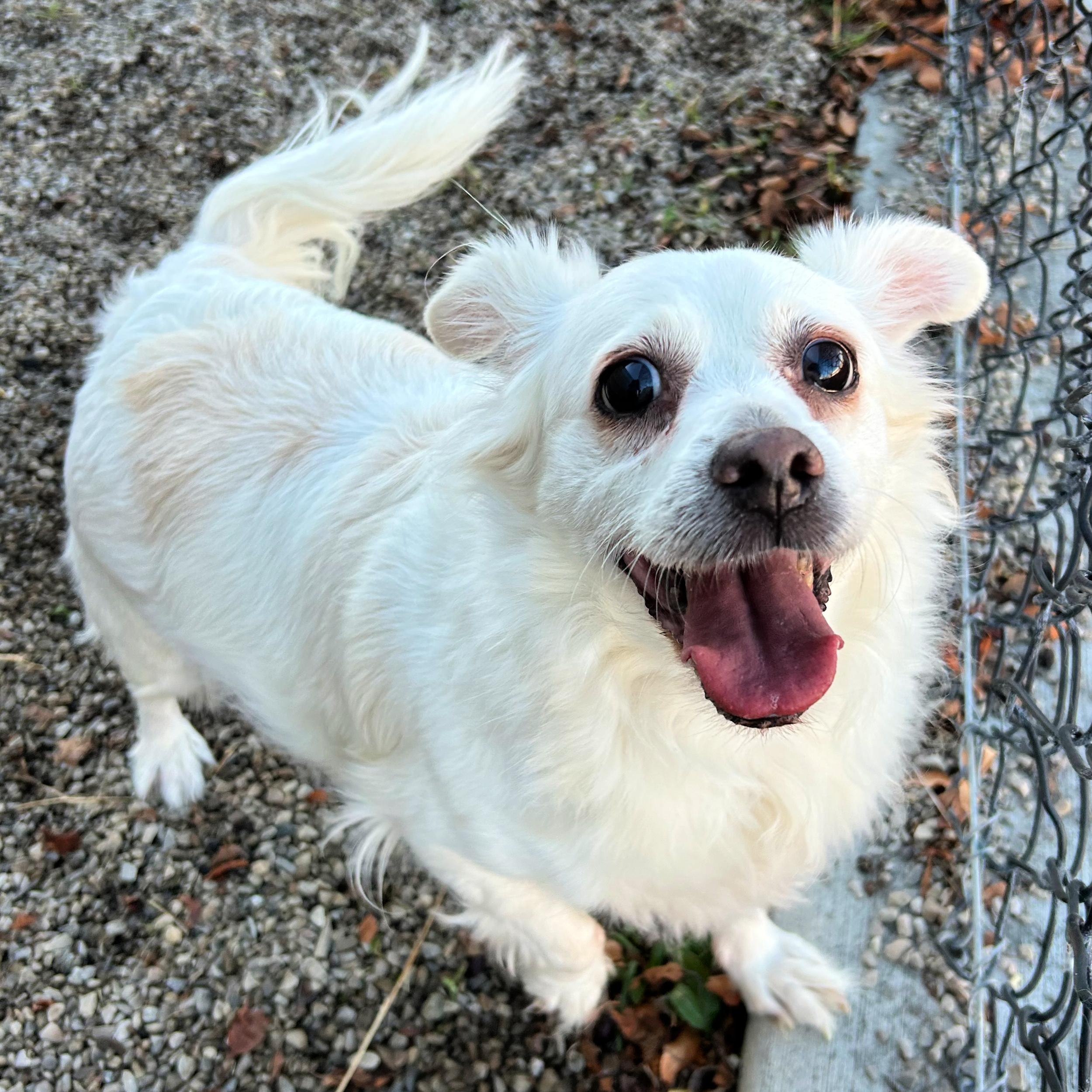 Tizzy, ADOPTABLE, Senior Female Chiweenie.