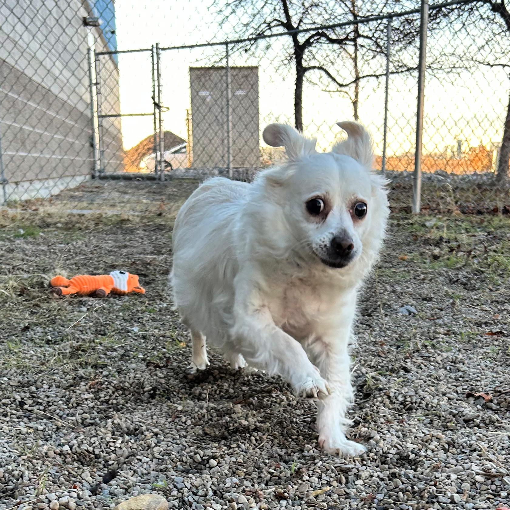 Enlarge Tizzy, a ADOPTABLE mixed breed in Lindon, UT image 2/5