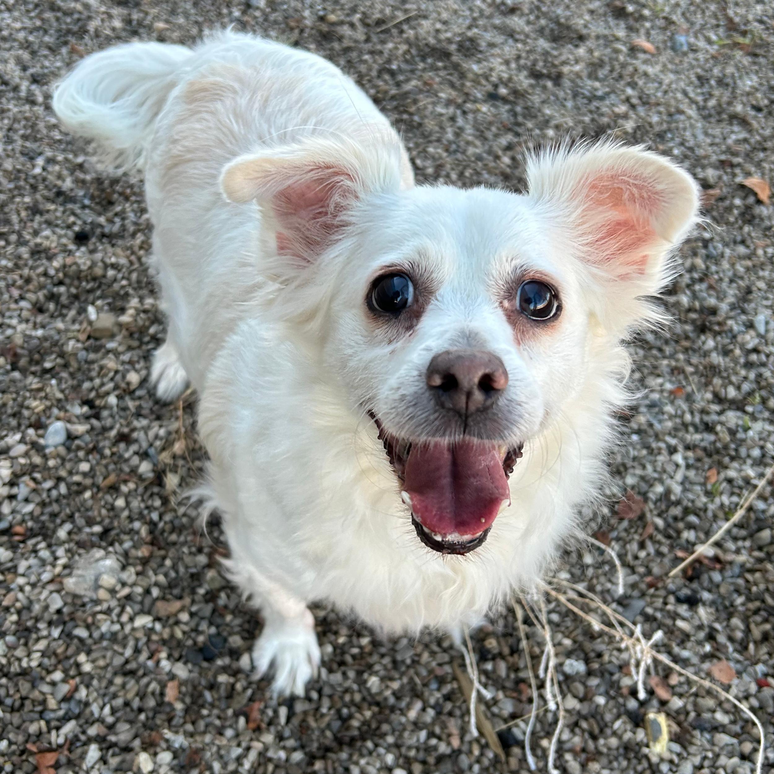 Enlarge Tizzy, a ADOPTABLE mixed breed in Lindon, UT image 3/5