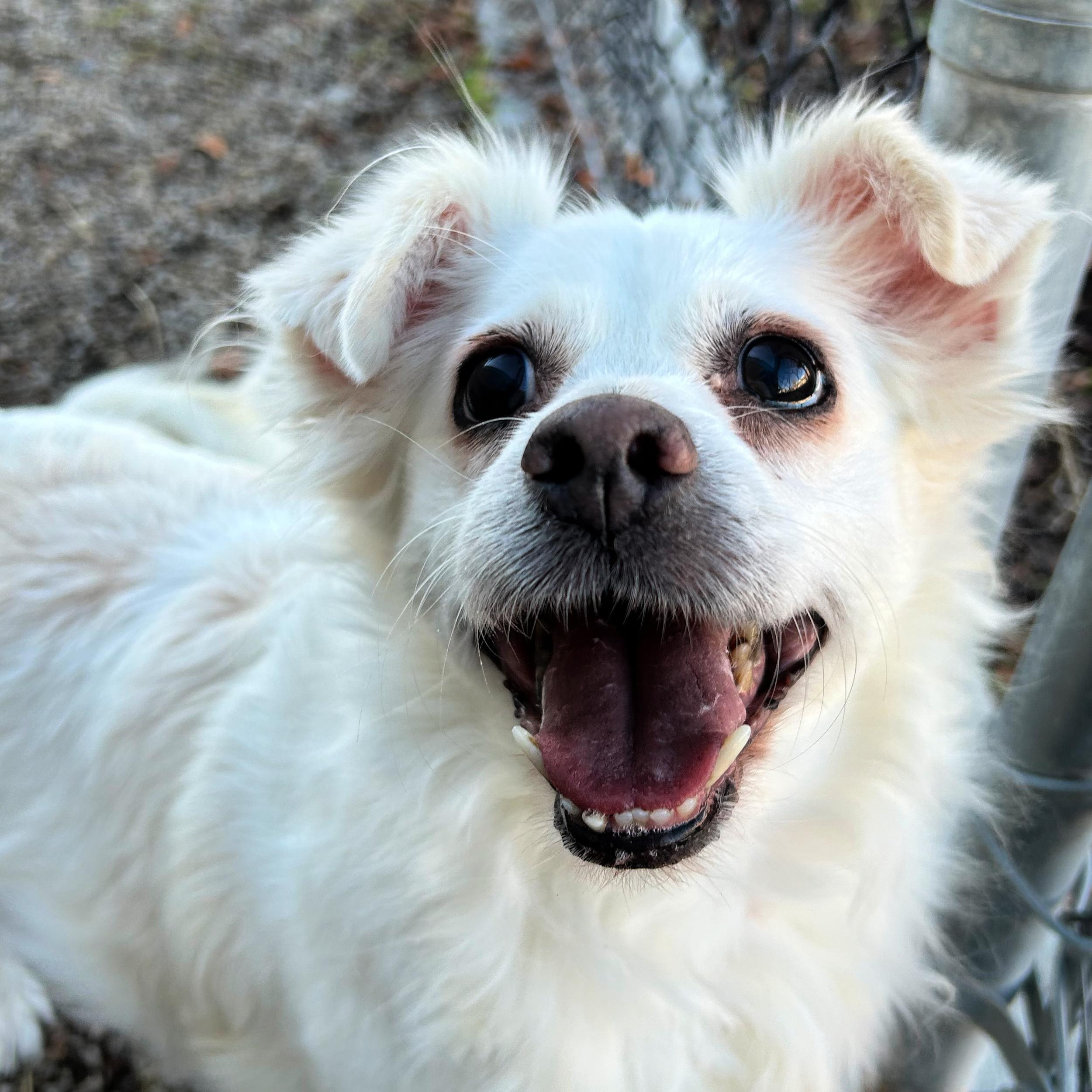 Enlarge Tizzy, a ADOPTABLE mixed breed in Lindon, UT image 4/5