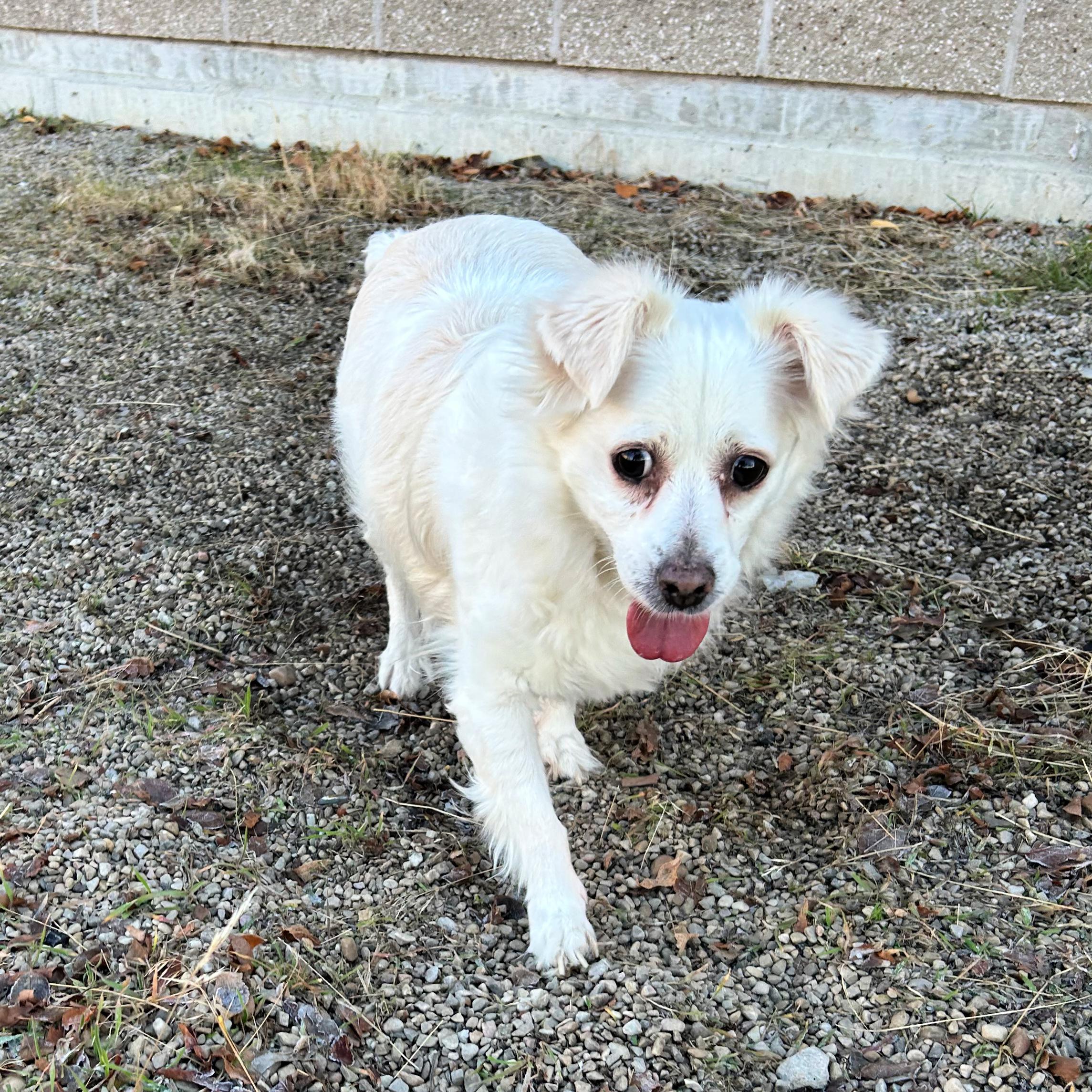 Enlarge Tizzy, a ADOPTABLE mixed breed in Lindon, UT image 5/5