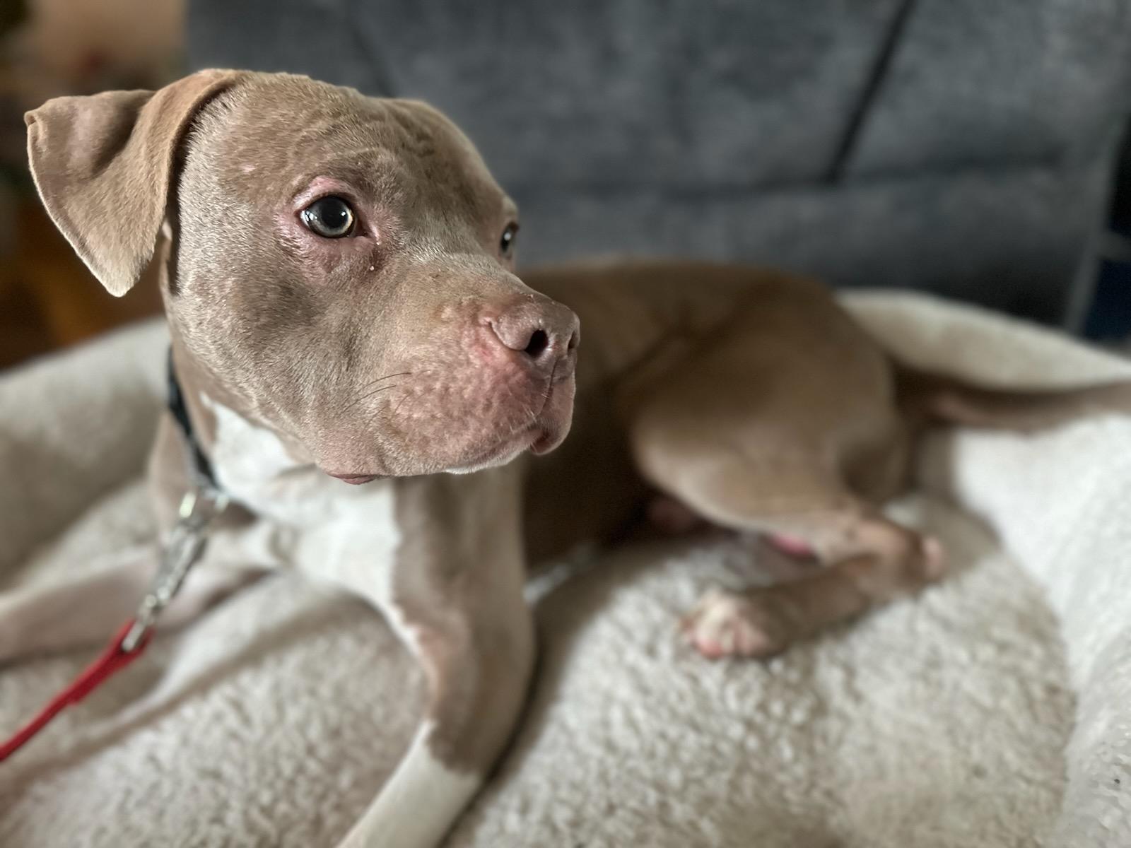 Cane, Adoptable, Young Male Pit Bull Terrier.