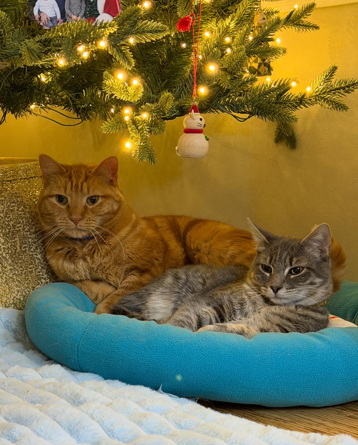 Enlarge Simon, a ADOPTABLE Domestic Short Hair in Hellertown, PA image 1/2