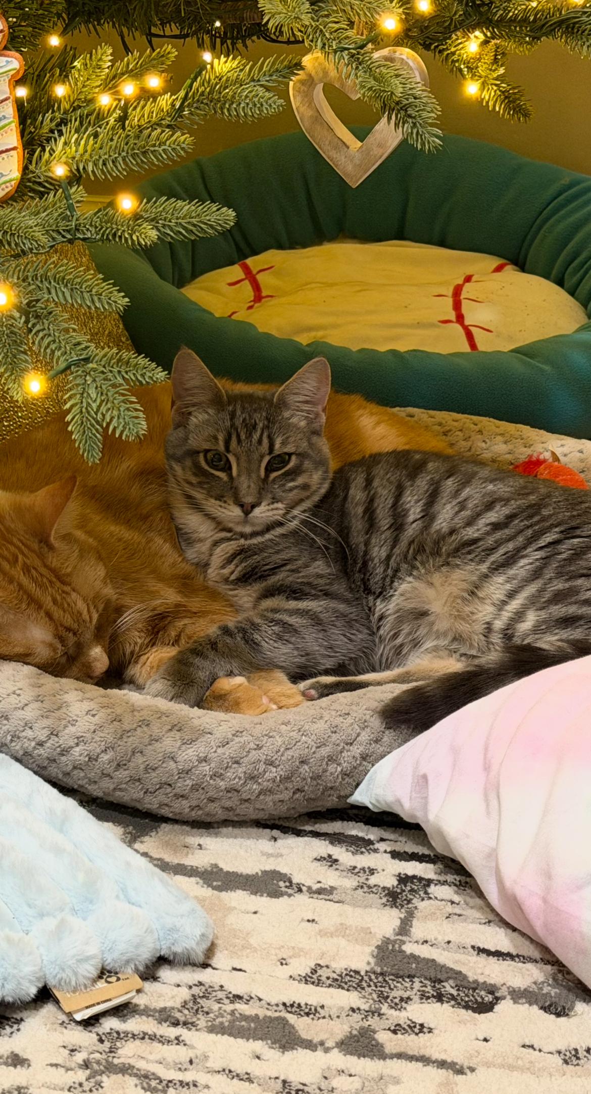 Enlarge Simon, a ADOPTABLE Domestic Short Hair in Hellertown, PA image 2/2