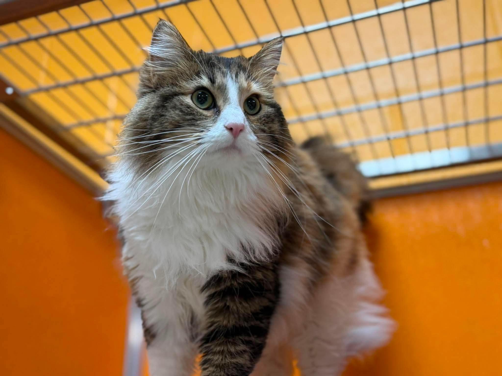 Enlarge Bean Burrito, an adopted Domestic Long Hair in Elyria, OH image 6/6