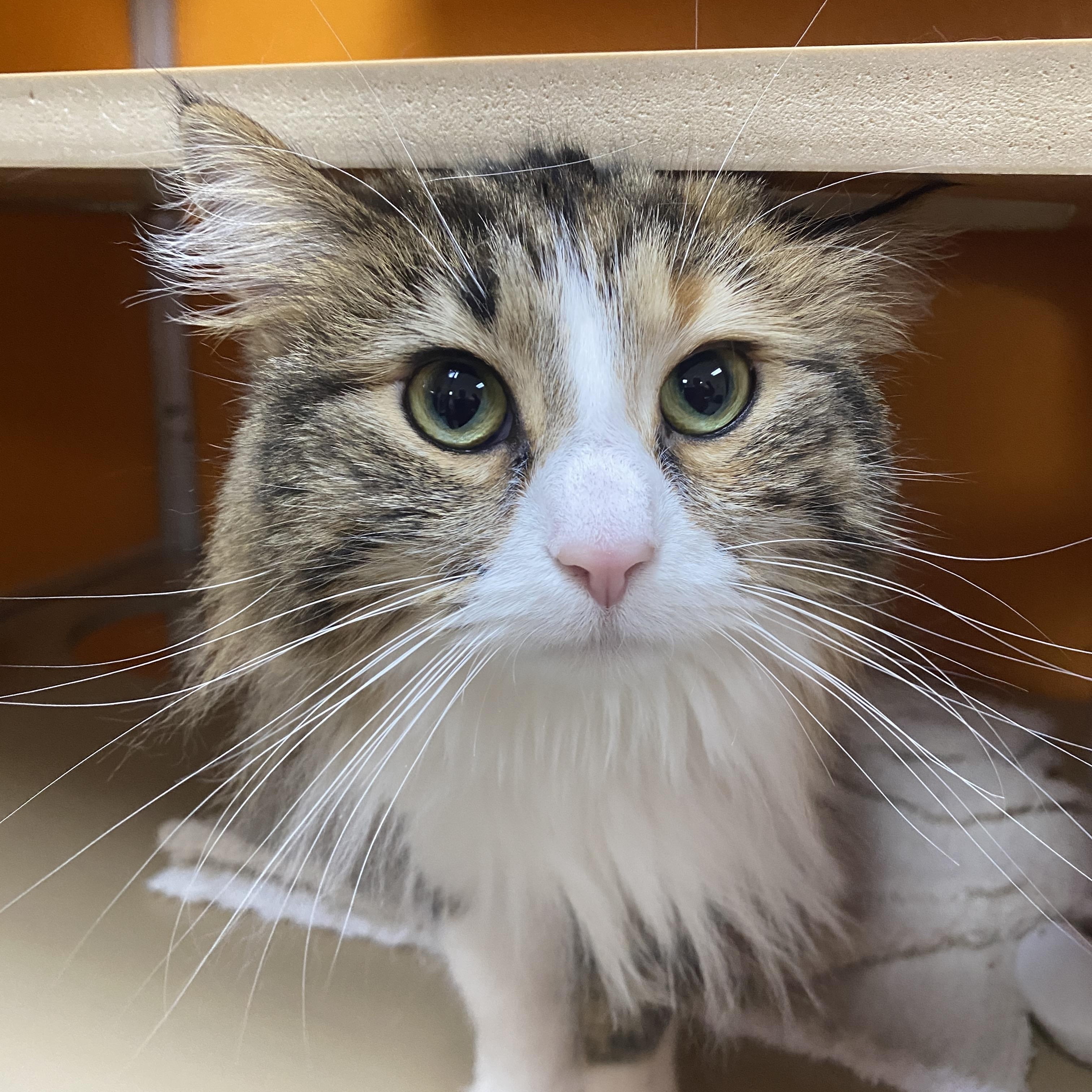 Enlarge Bean Burrito, an adopted Domestic Long Hair in Elyria, OH image 2/6