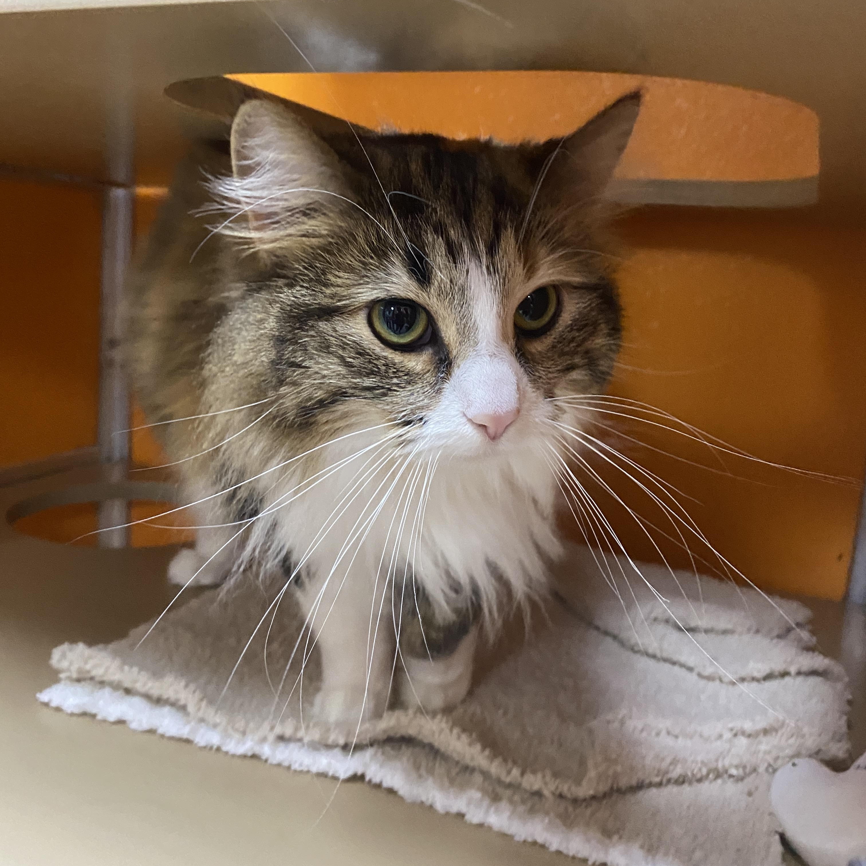 Enlarge Bean Burrito, an adopted Domestic Long Hair in Elyria, OH image 4/6