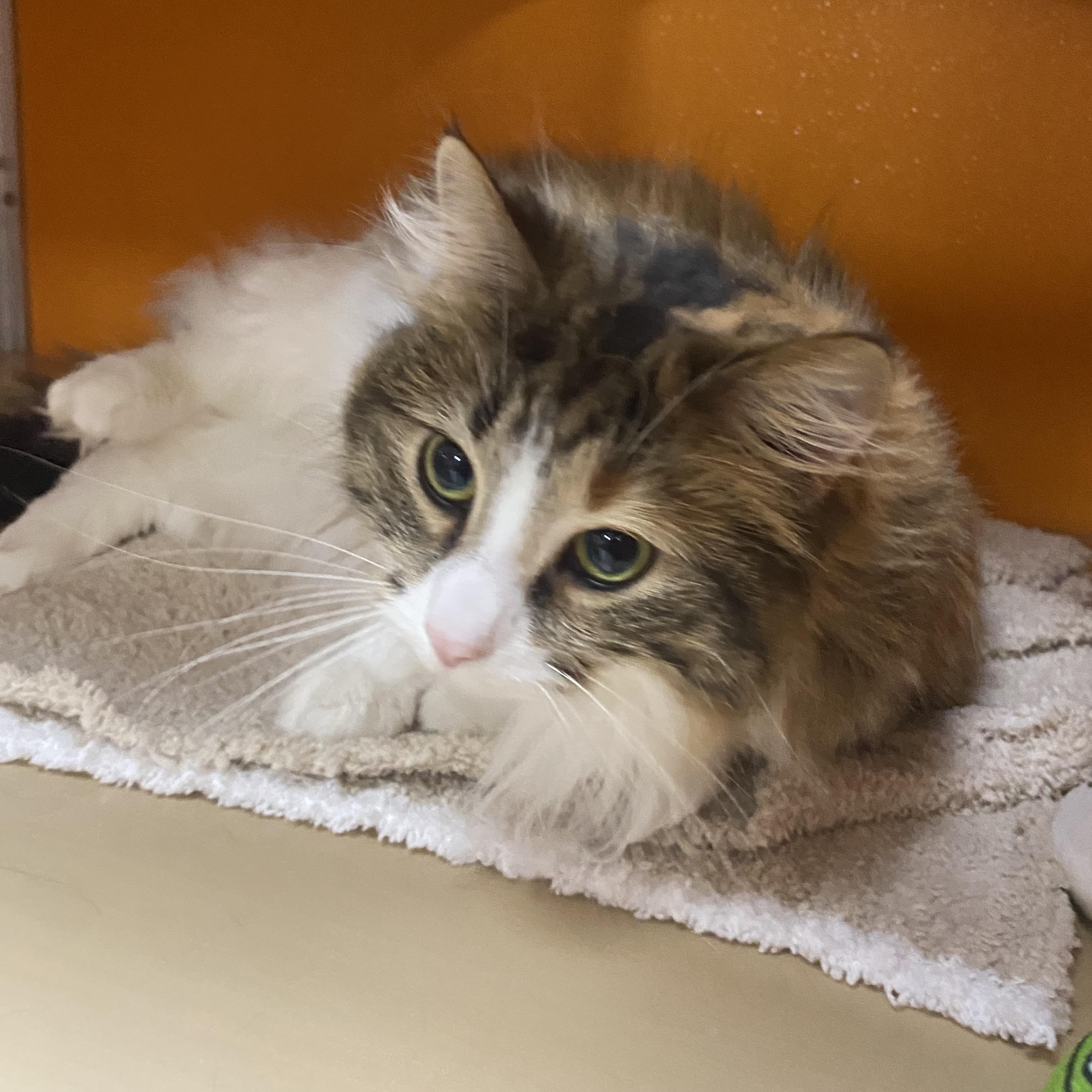 Enlarge Bean Burrito, an adopted Domestic Long Hair in Elyria, OH image 3/6