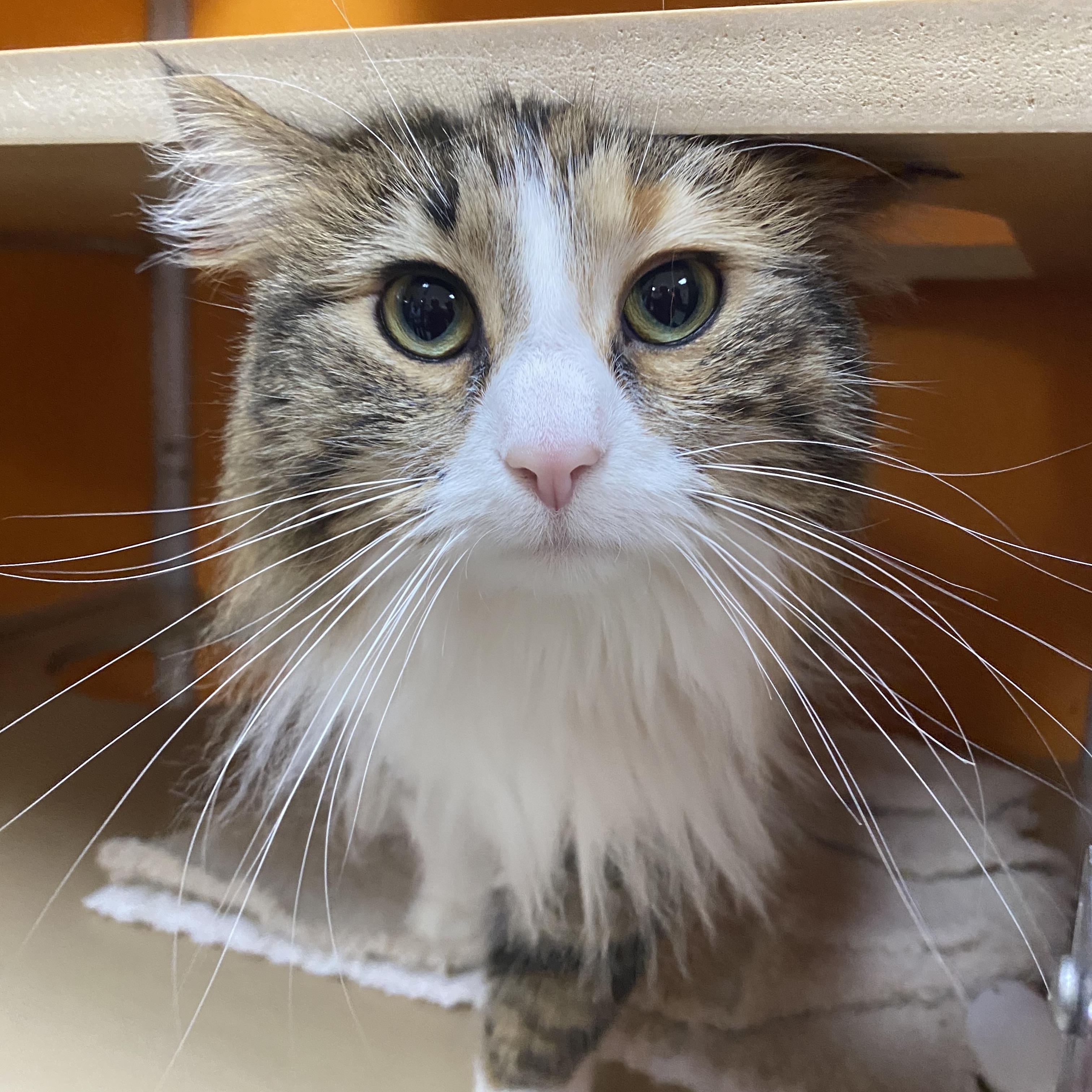 Enlarge Bean Burrito, an adopted Domestic Long Hair in Elyria, OH image 5/6