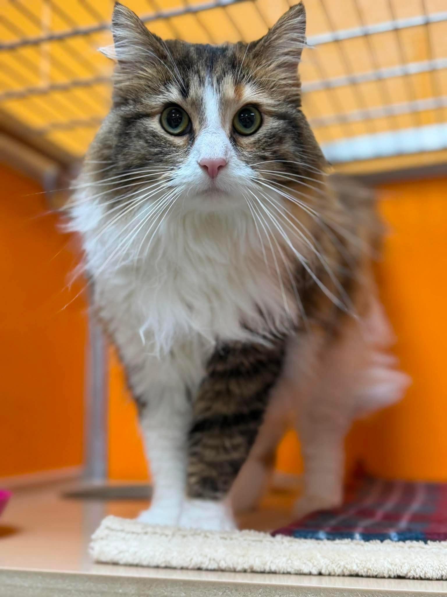 Bean Burrito, adopted, Adult Female Domestic Long Hair.