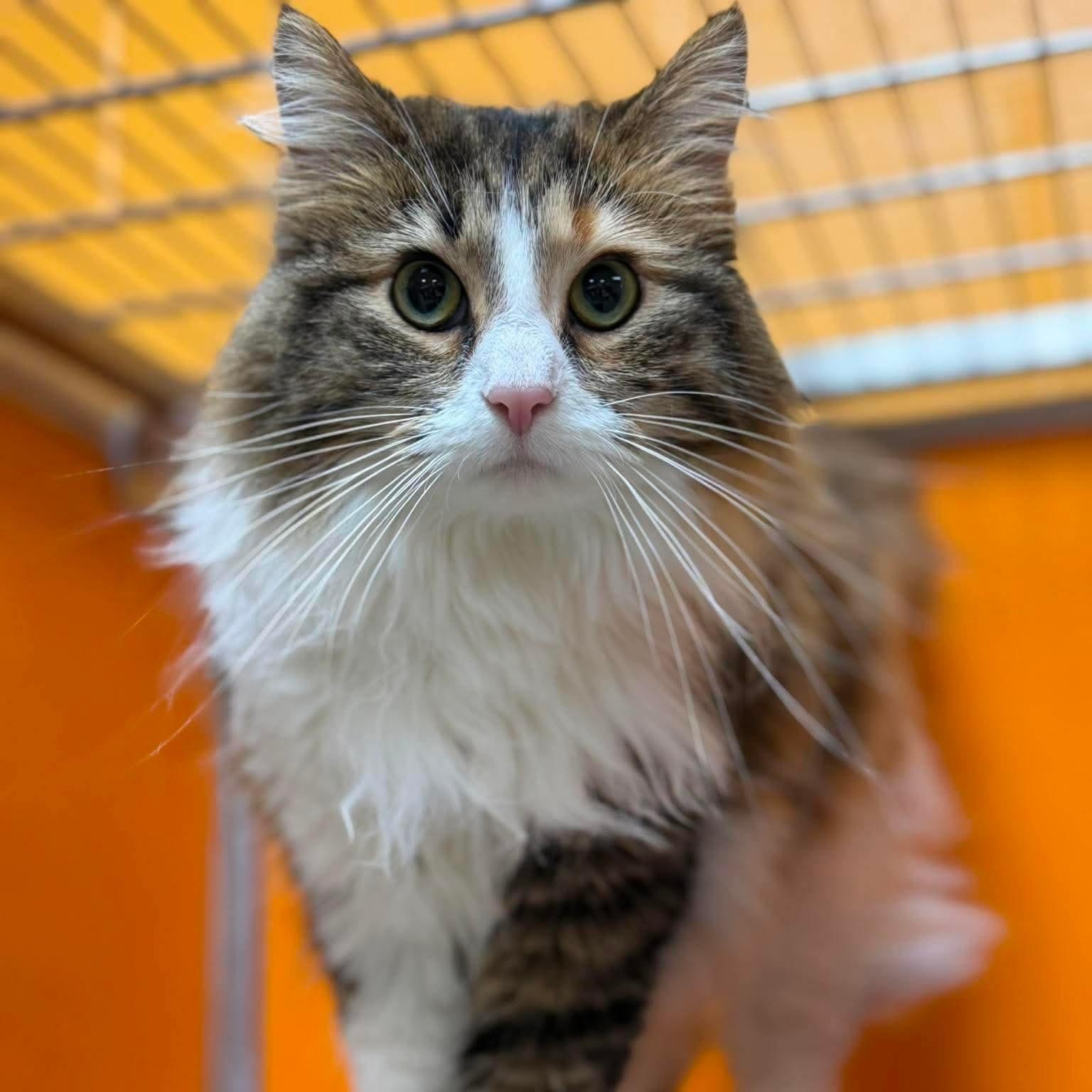 Enlarge Bean Burrito, an adopted Domestic Long Hair in Elyria, OH image 1/6