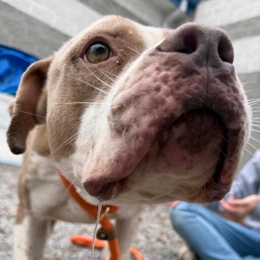 Lady Thor, a Adoptable Pit Bull Terrier in Eastford, CT image 1/6