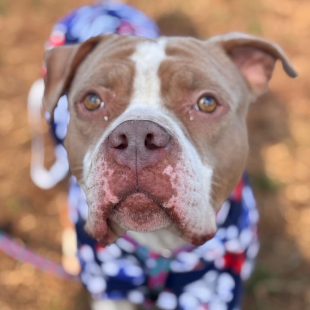 Lady Thor, a Adoptable Pit Bull Terrier in Eastford, CT image 3/6