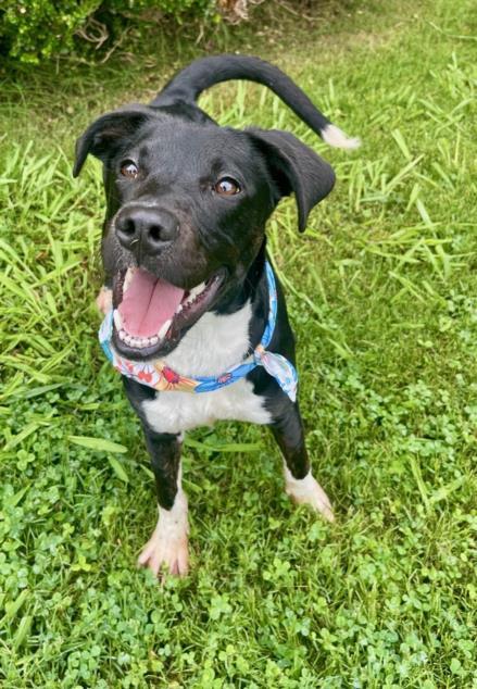 ERNIE, Adoptable, Young Male Labrador Retriever & Mixed Breed.