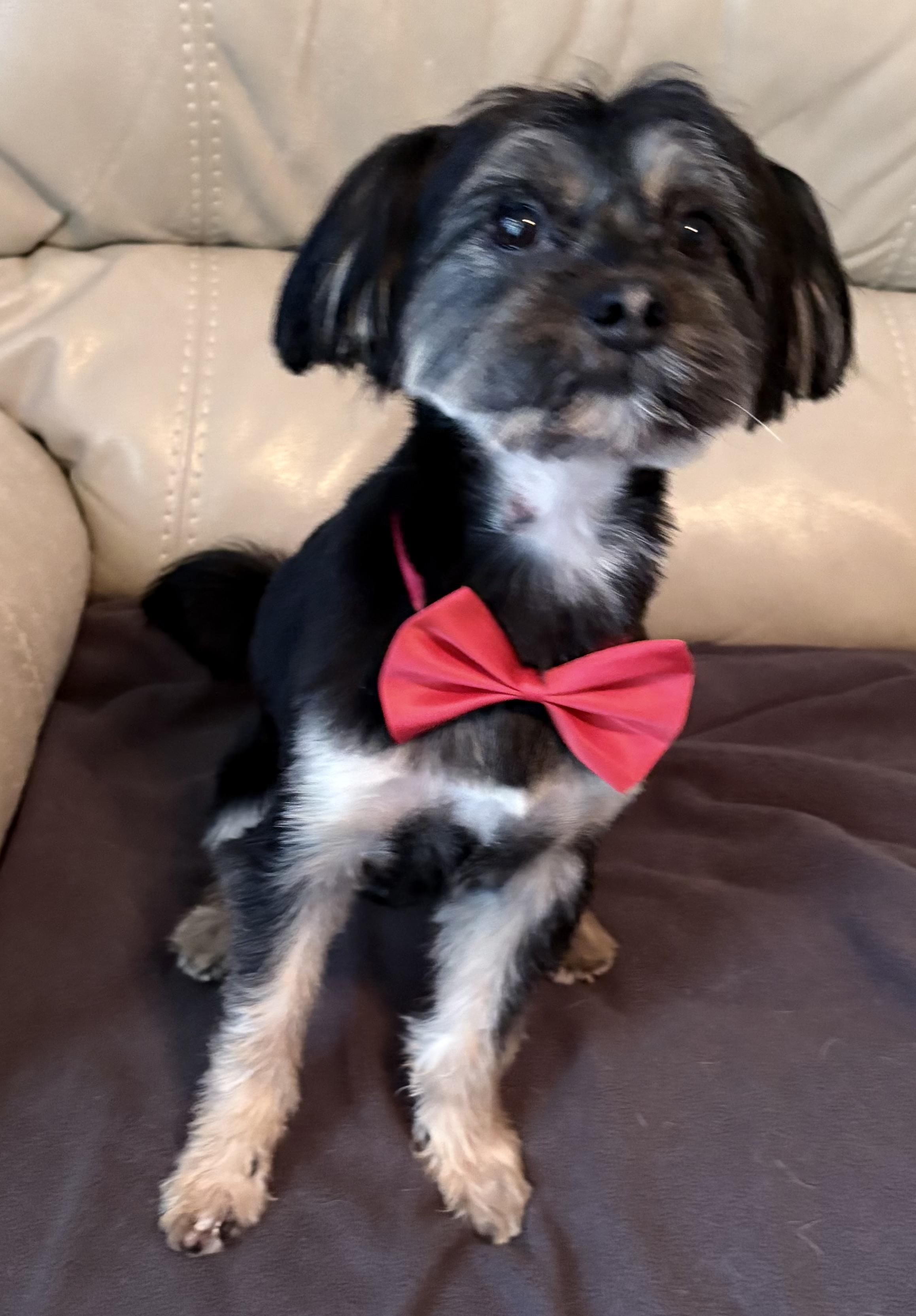 Russell, a ADOPTABLE mixed breed in Lawrenceville, GA image 2/4