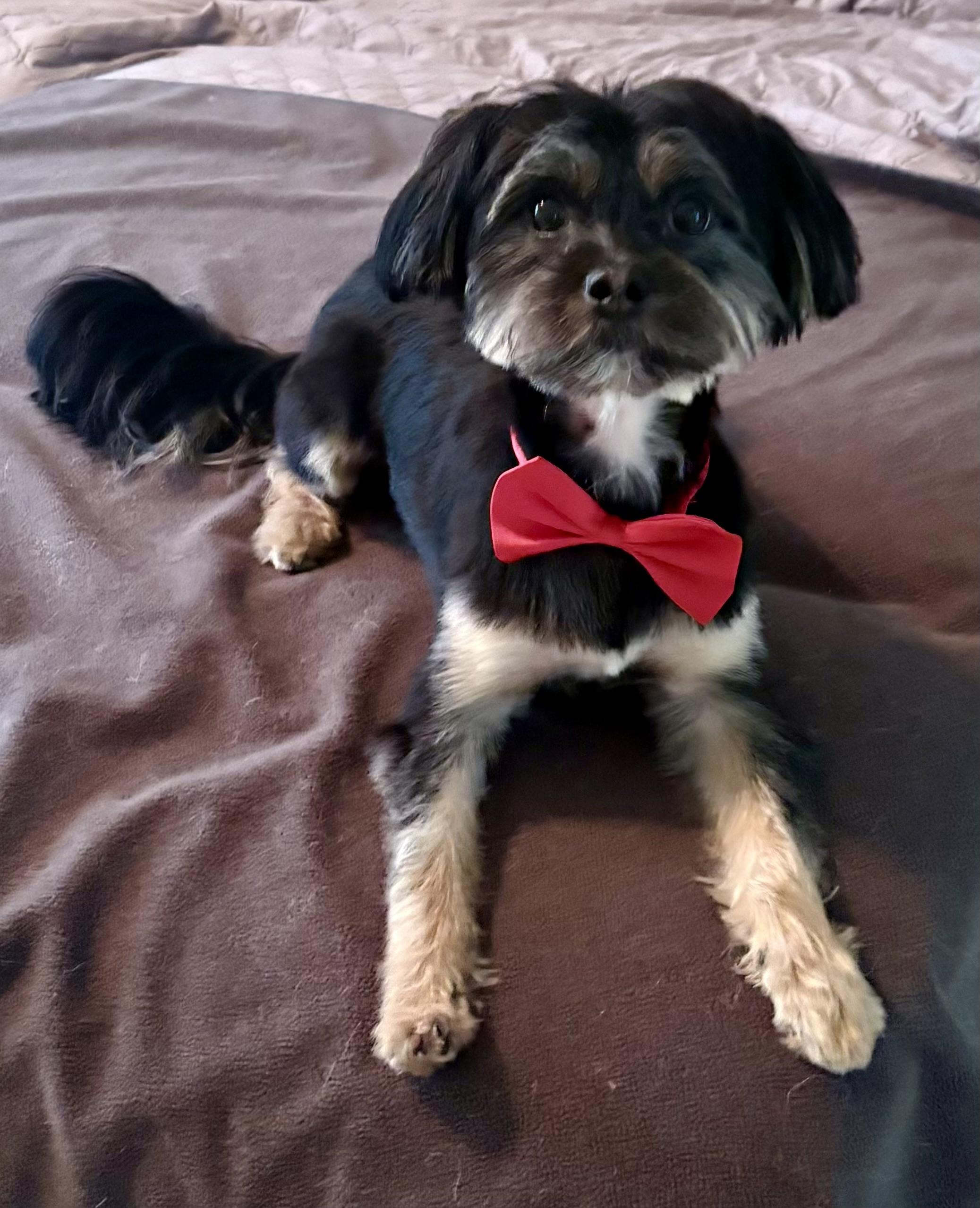 Russell, a ADOPTABLE mixed breed in Lawrenceville, GA image 3/4