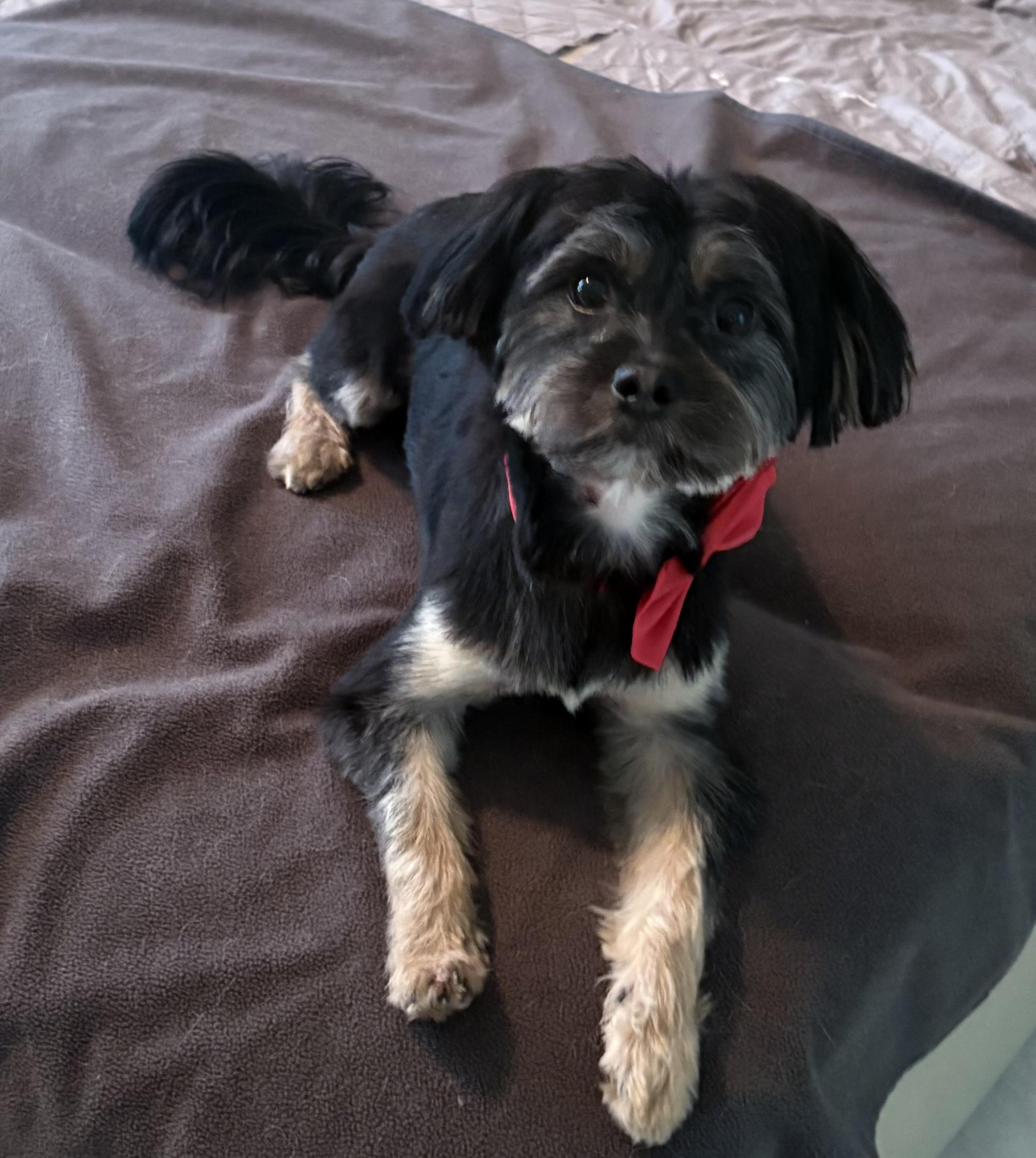 Russell, a ADOPTABLE mixed breed in Lawrenceville, GA image 4/4