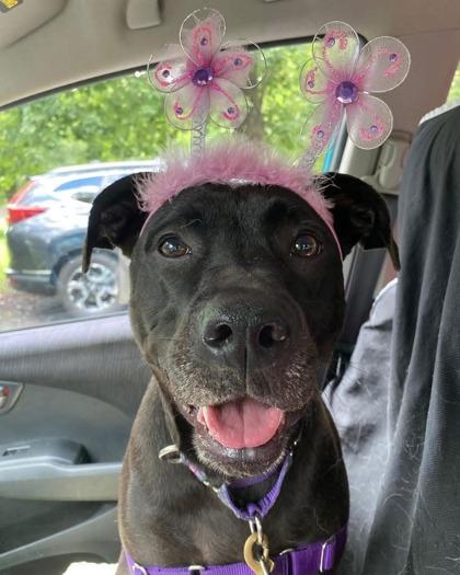 Enlarge Nina, a Adoptable mixed breed in Annapolis, MD image 1/5