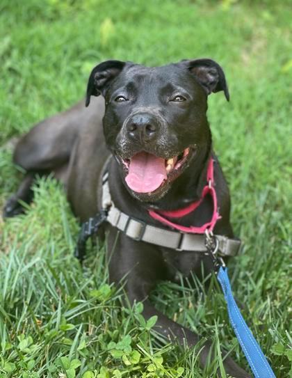 Nina, a Adoptable mixed breed in Annapolis, MD image 1/5