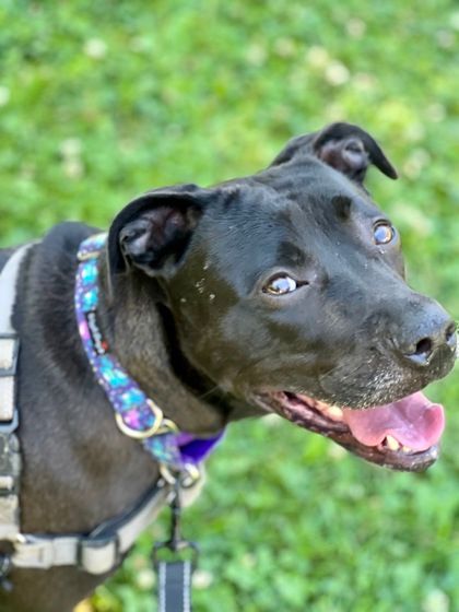 Nina, a Adoptable mixed breed in Annapolis, MD image 2/5