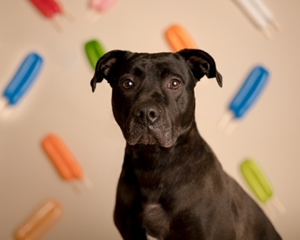 Nina, a Adoptable mixed breed in Annapolis, MD image 3/5