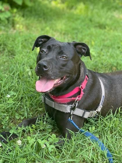 Nina, a Adoptable mixed breed in Annapolis, MD image 4/5