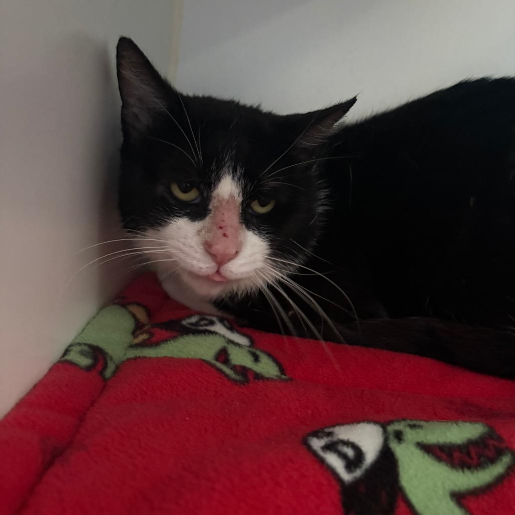 Enlarge Mr. Socks, a ADOPTABLE Domestic Short Hair in Grass Valley, CA image 6/6