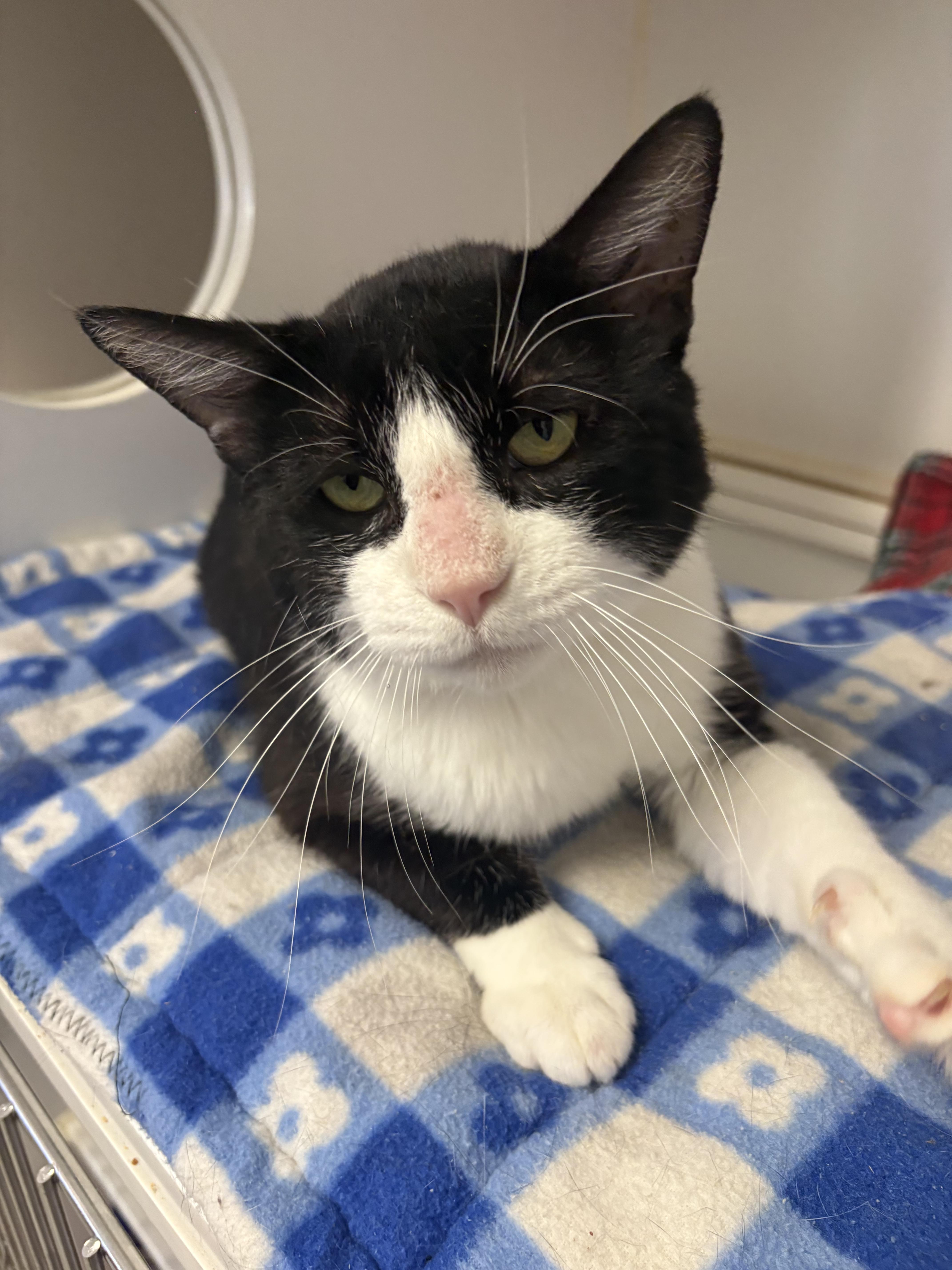 Enlarge Mr. Socks, a ADOPTABLE Domestic Short Hair in Grass Valley, CA image 2/6