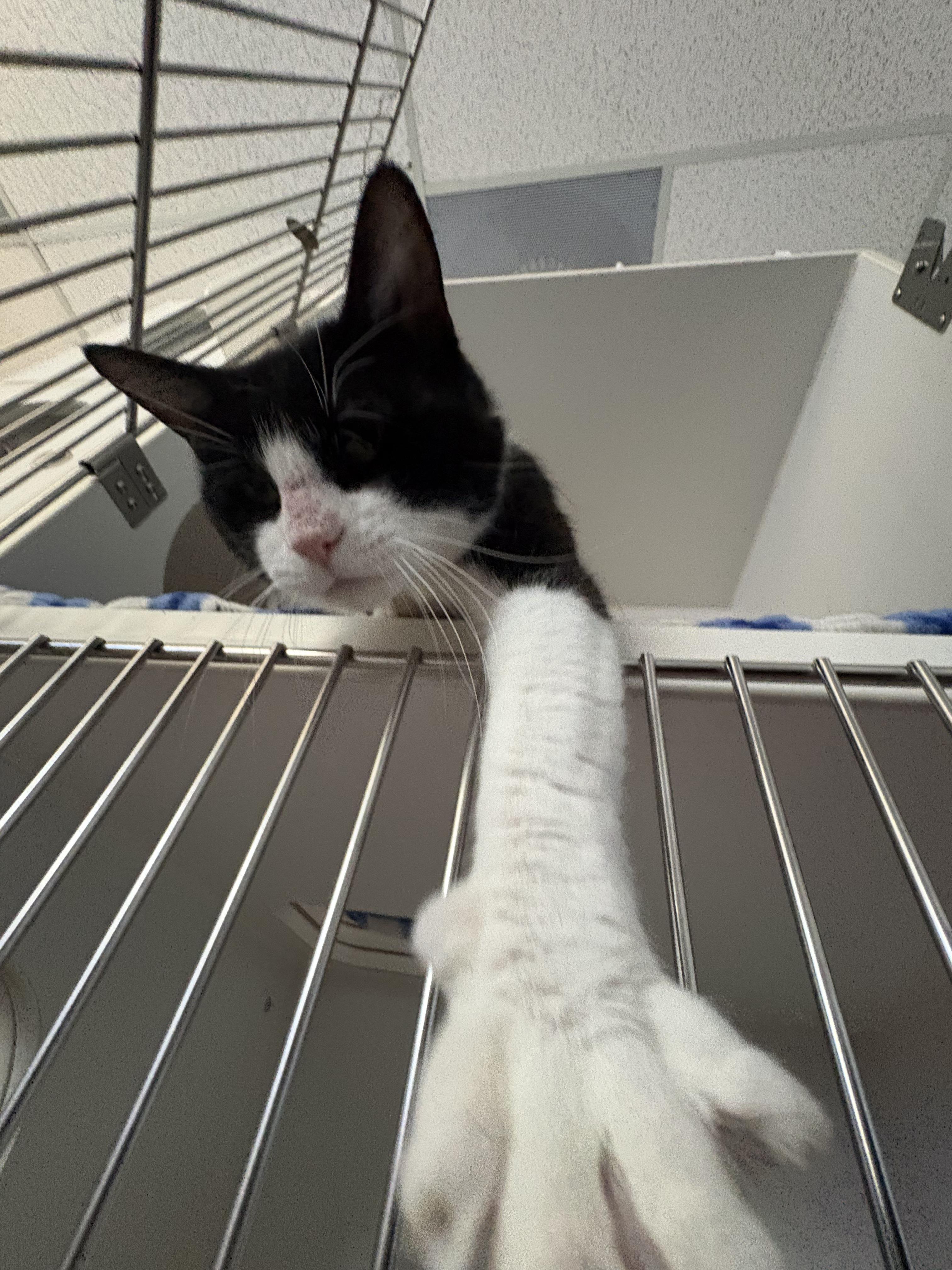Enlarge Mr. Socks, a ADOPTABLE Domestic Short Hair in Grass Valley, CA image 5/6