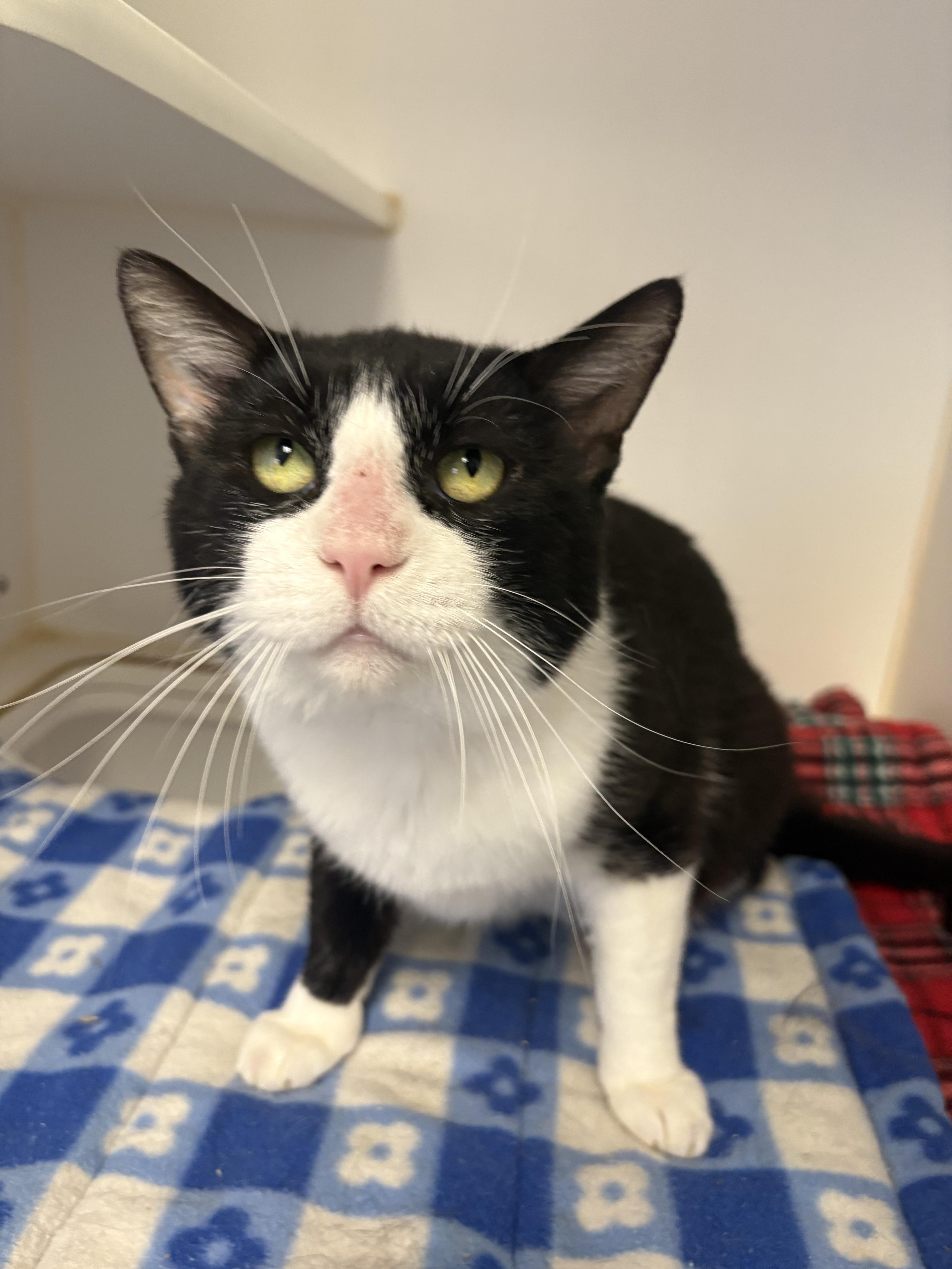 Mr. Socks, ADOPTABLE, Adult Male Domestic Short Hair.