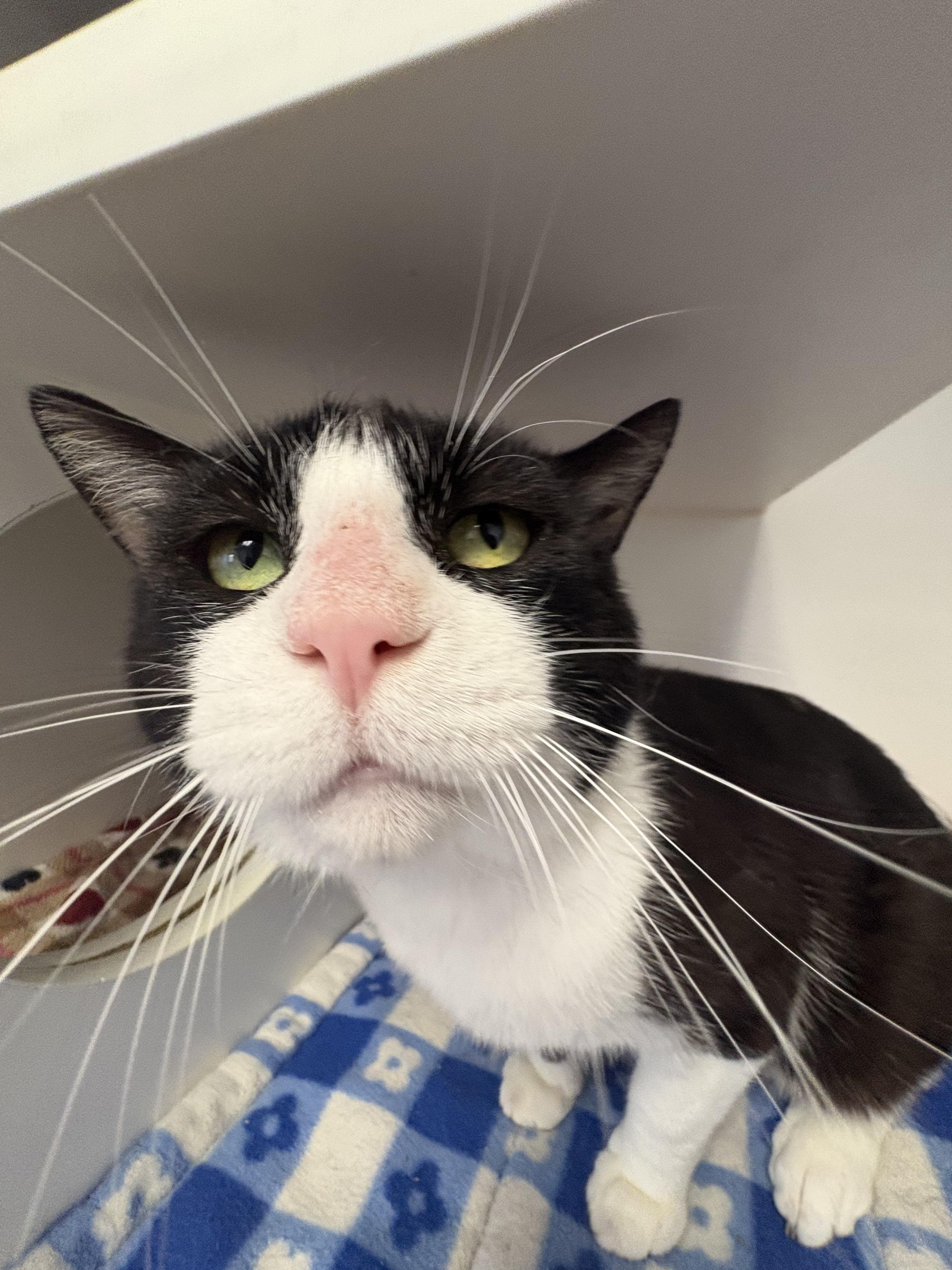 Enlarge Mr. Socks, a ADOPTABLE Domestic Short Hair in Grass Valley, CA image 4/6