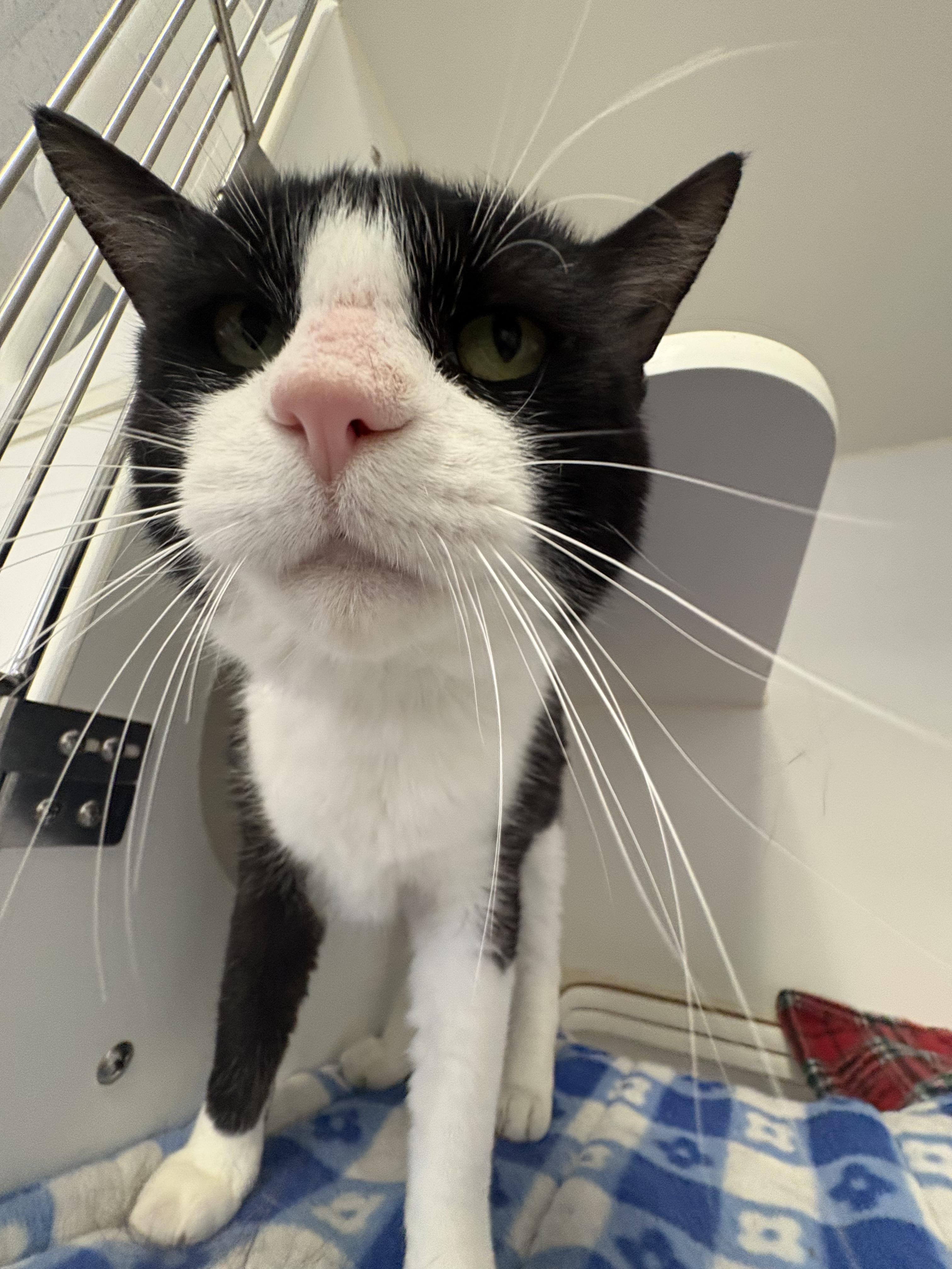 Enlarge Mr. Socks, a ADOPTABLE Domestic Short Hair in Grass Valley, CA image 3/6